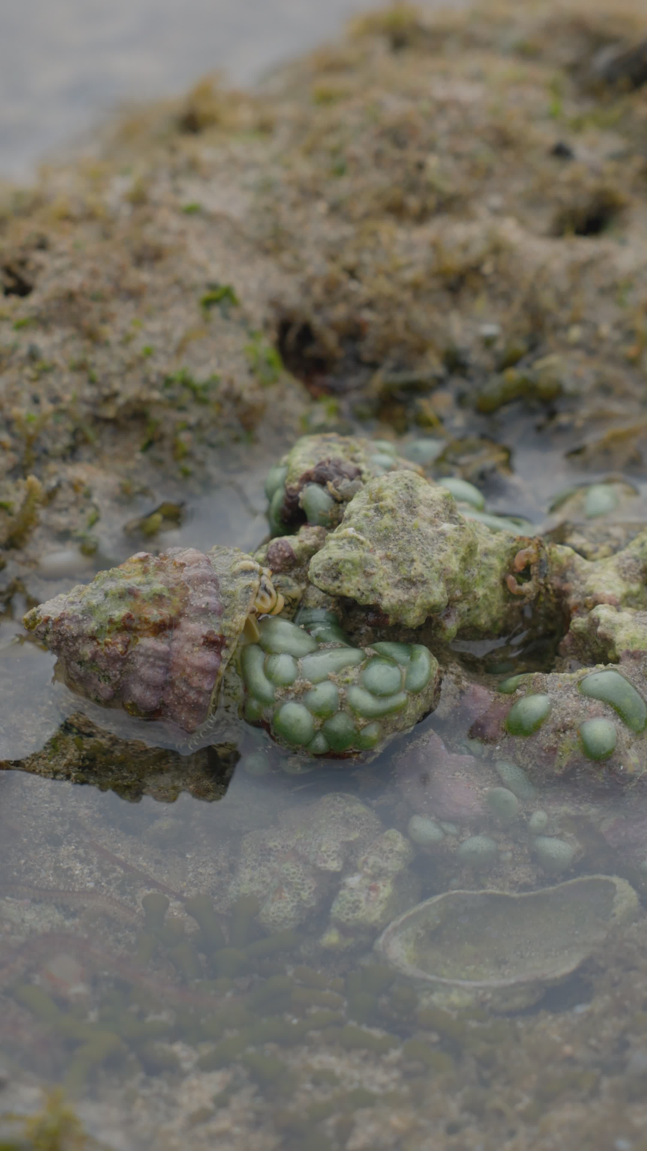 Close-up of Life in a Coastal Tide Pool Free Stock Video Footage ...