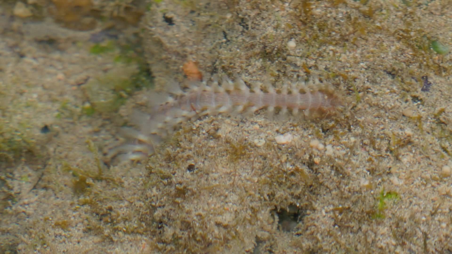 Underwater View of Sand Crawler Worm Free Stock Video Footage, Royalty ...