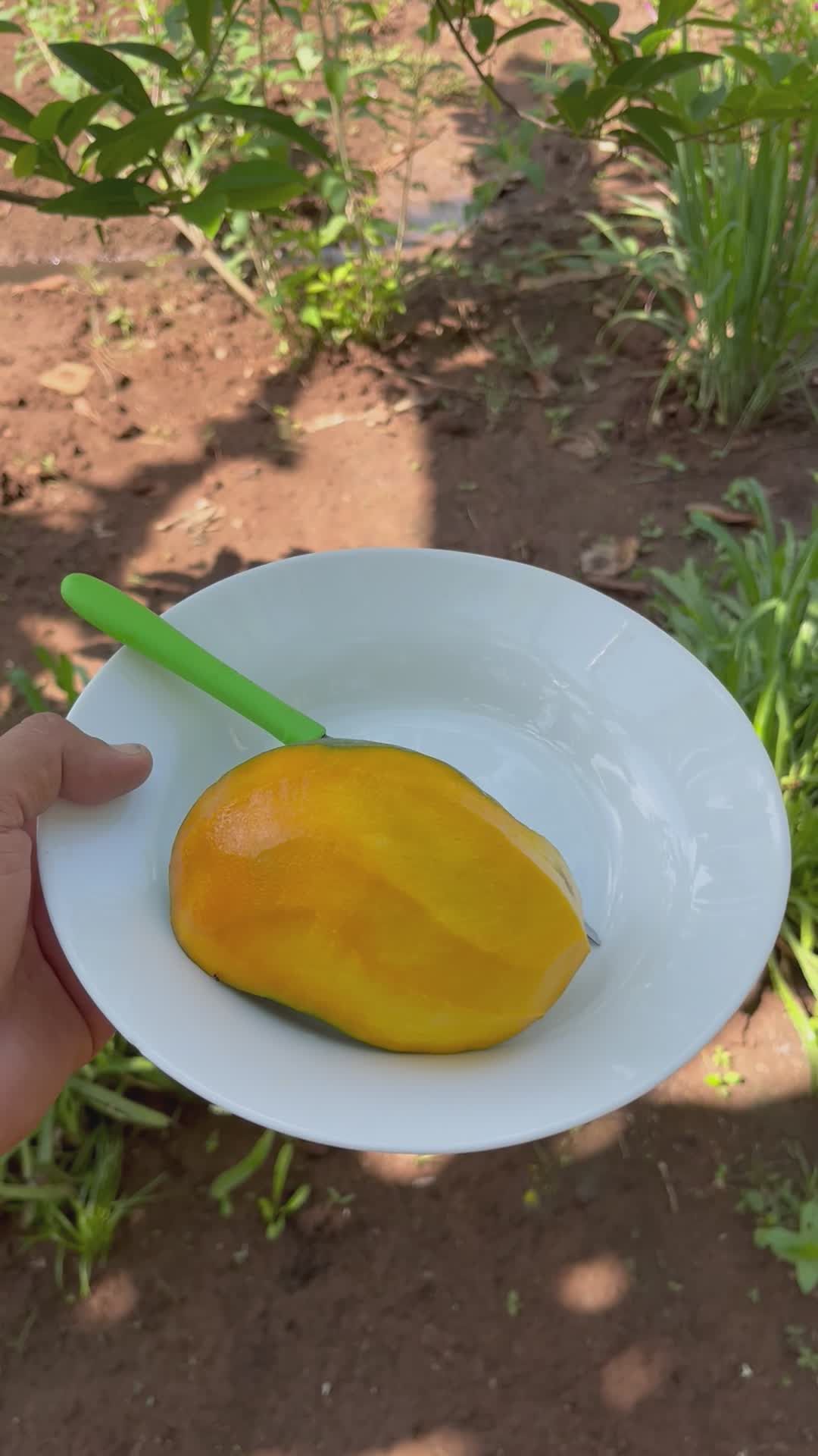 Fresh Mango with Knife in Outdoor Garden Setting Free Stock Video ...