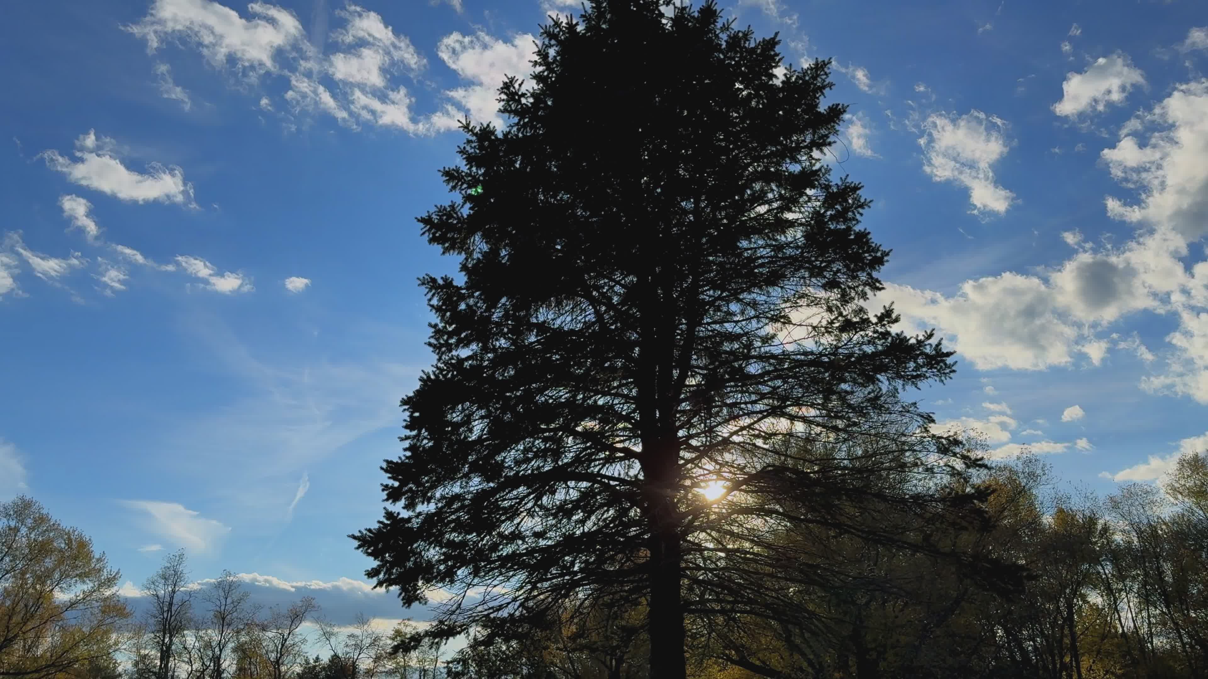 Serene Autumn Tree Silhouette Under Blue Sky Free Stock Video Footage ...