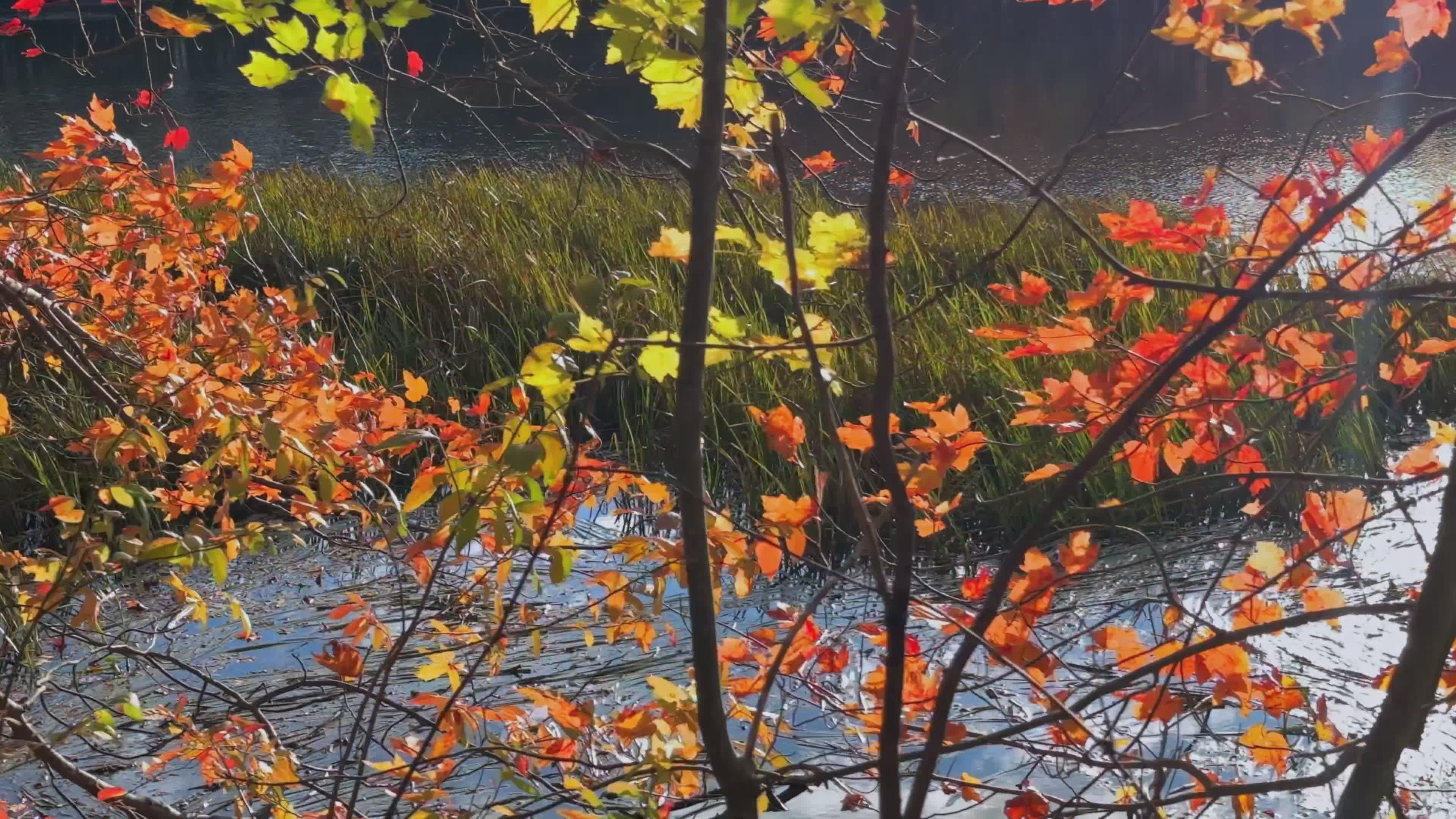 Vivaci Colori Autunnali In Riva Al Lago · Video gratuito