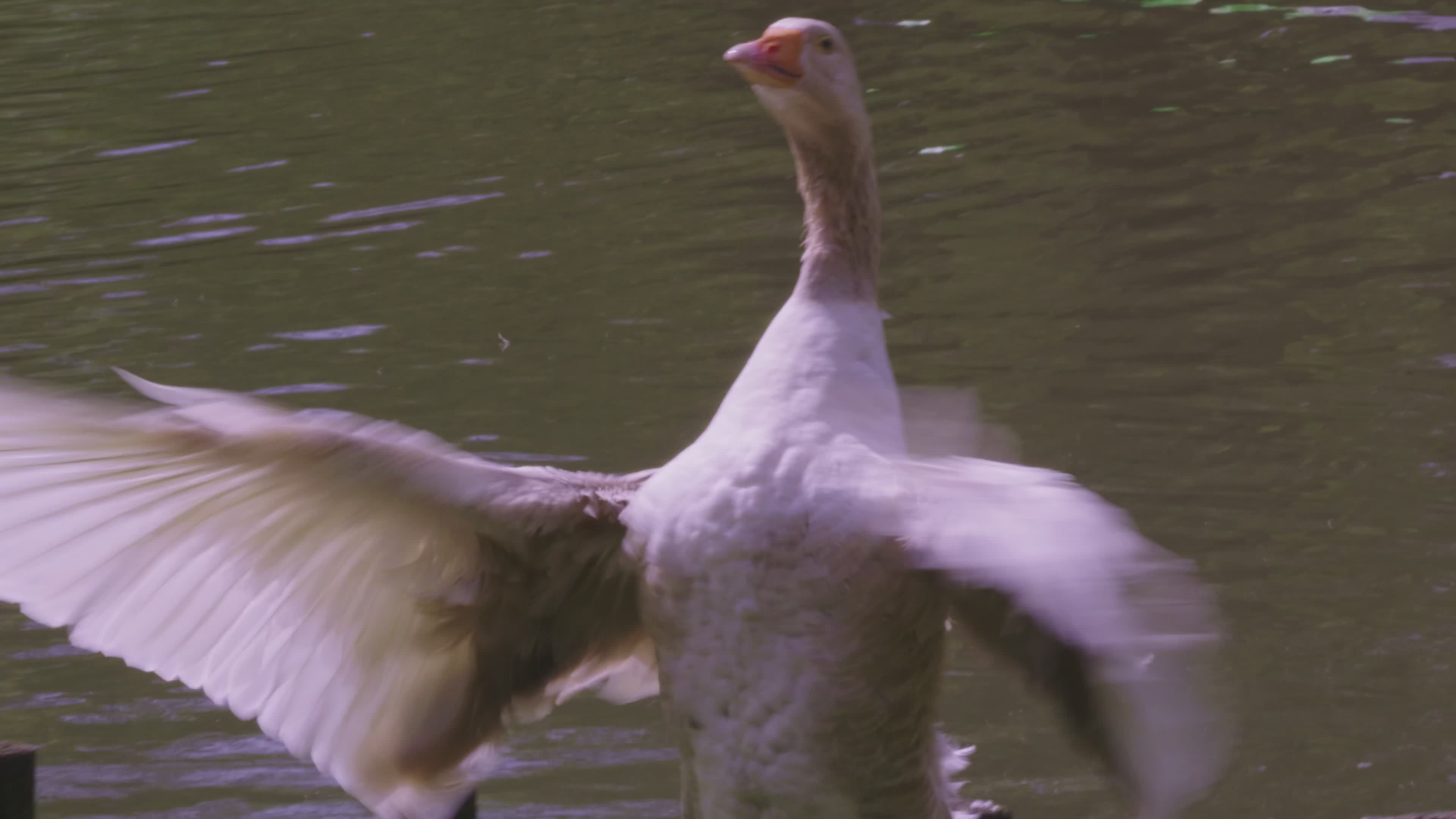 Graceful Goose by Lakeside Spreading Wings Free Stock Video Footage ...