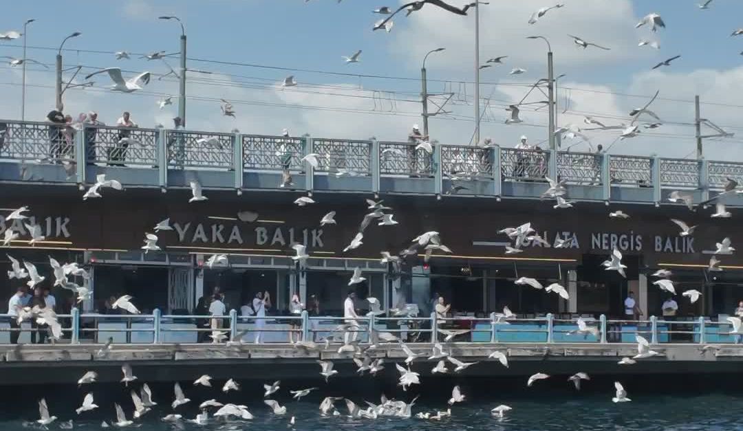 Over Flocking Seagulls Flocking Over Waterfront Dock Free Stock Video Footage ...
