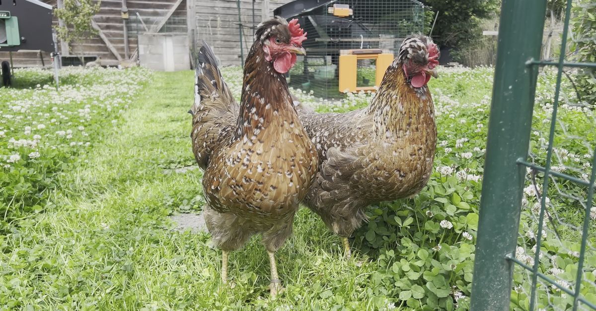 Countryside Chicken Chickens Roaming Freely in a Countryside Coop Free Stock Video Footage ...