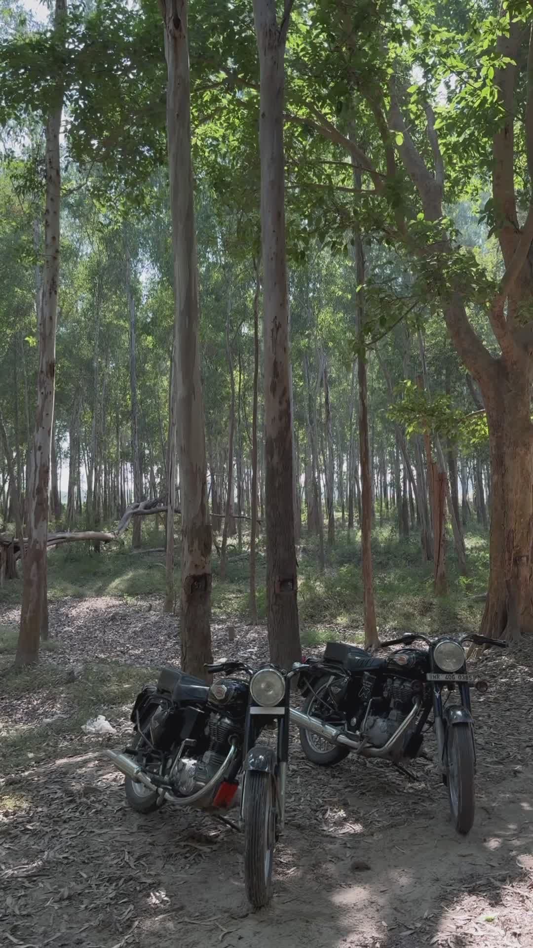 Vintage Motorbikes in Serene Forest Setting Free Stock Video Footage ...