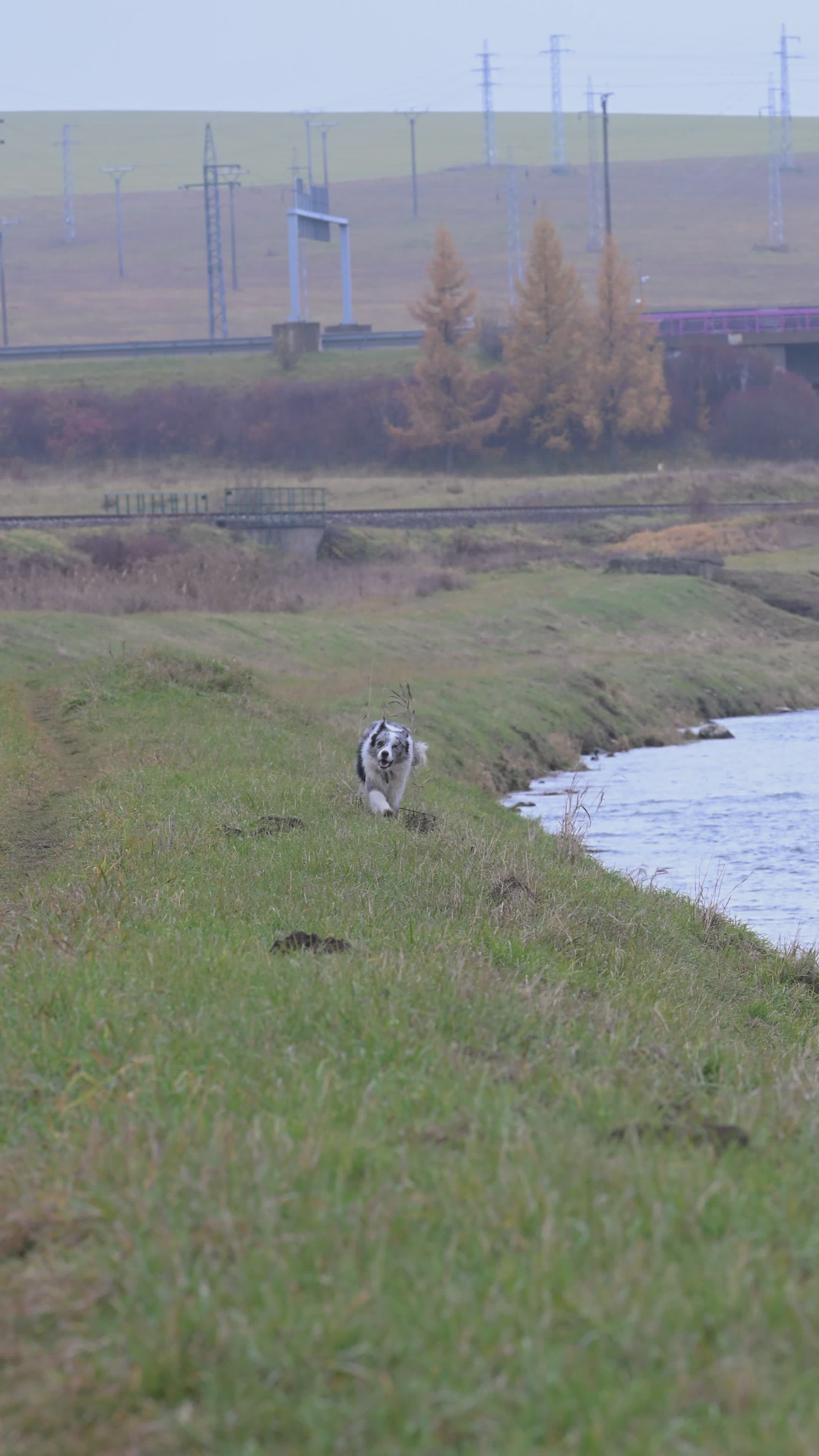 Border Collie Running Along Riverbank Outdoors Free Stock Video Footage ...