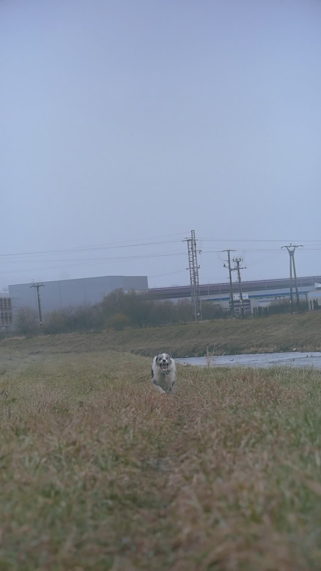 Energetic Border Collie Running in Open Field Free Stock Video Footage ...