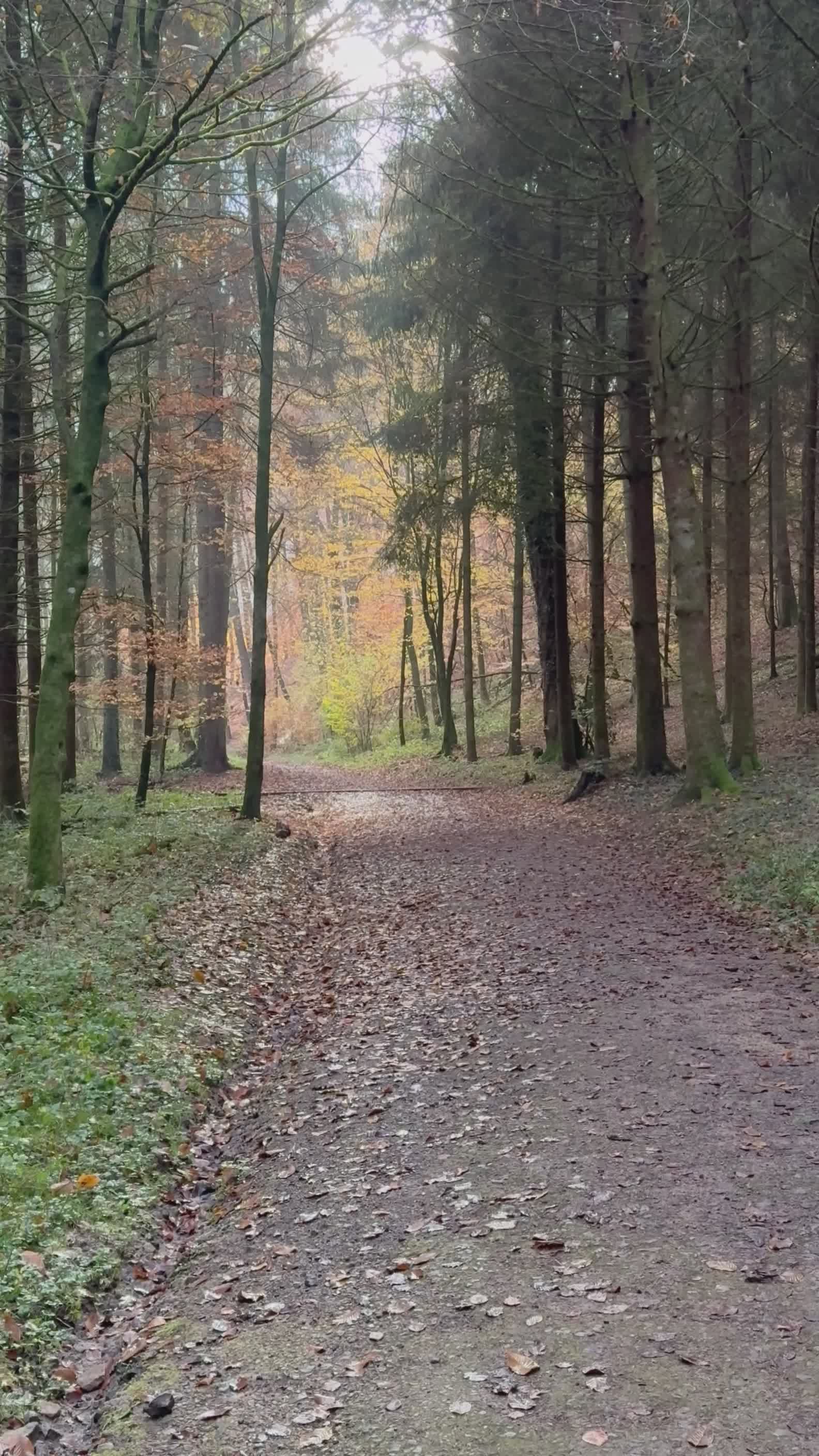 Man Walking Through Autumn Forest Pathway Free Stock Video Footage ...