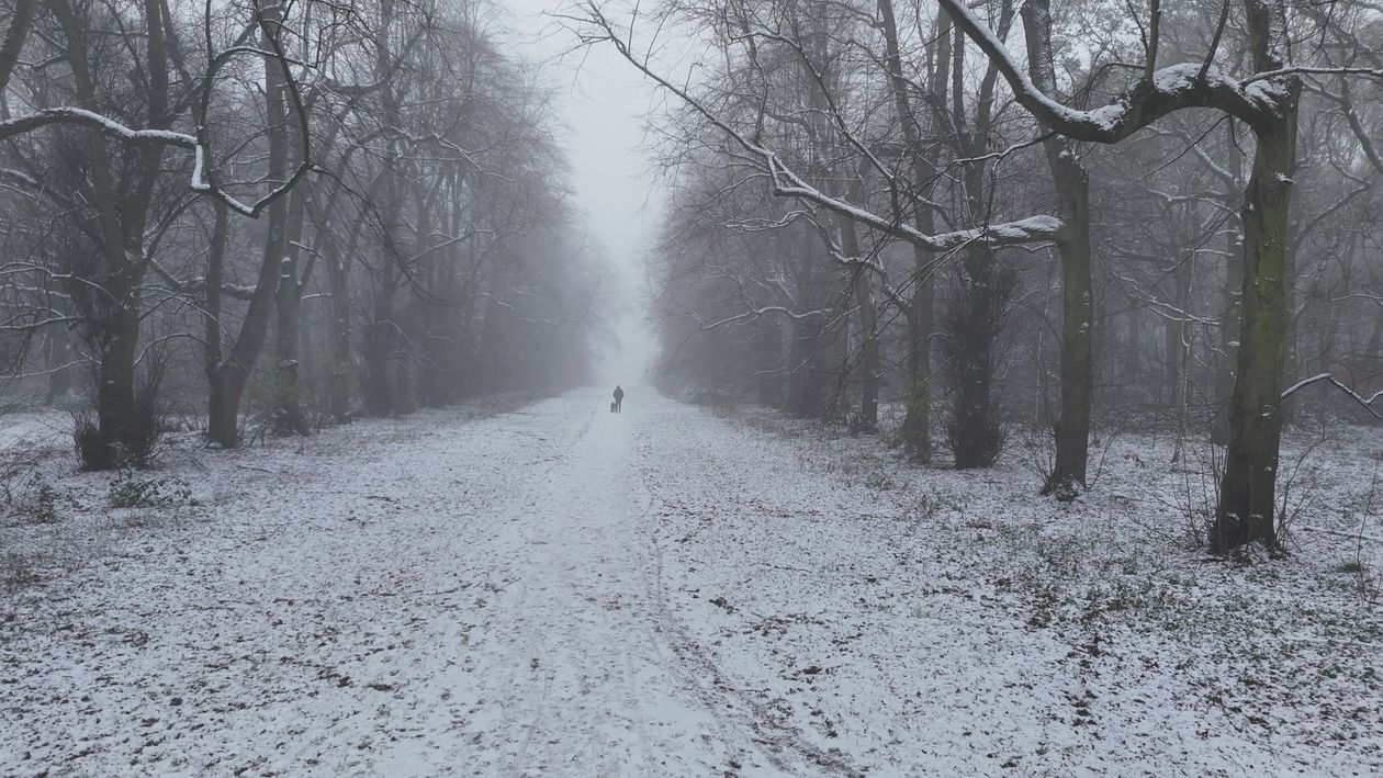Snowy Forest Walk with Dog on Misty Winter Day Free Stock Video Footage ...