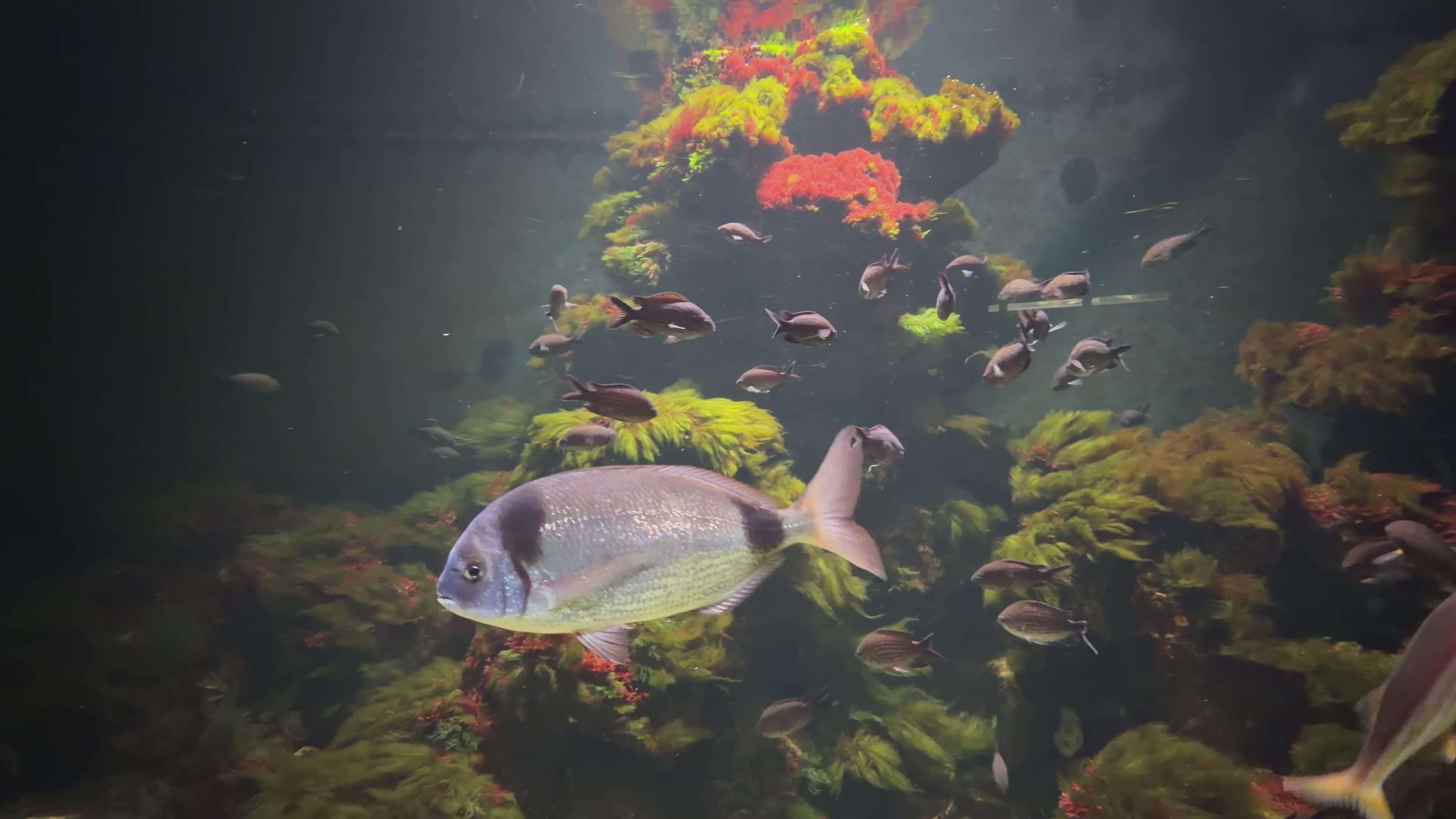 Colorful Aquarium Fishes Swimming Gracefully Free Stock Video Footage ...