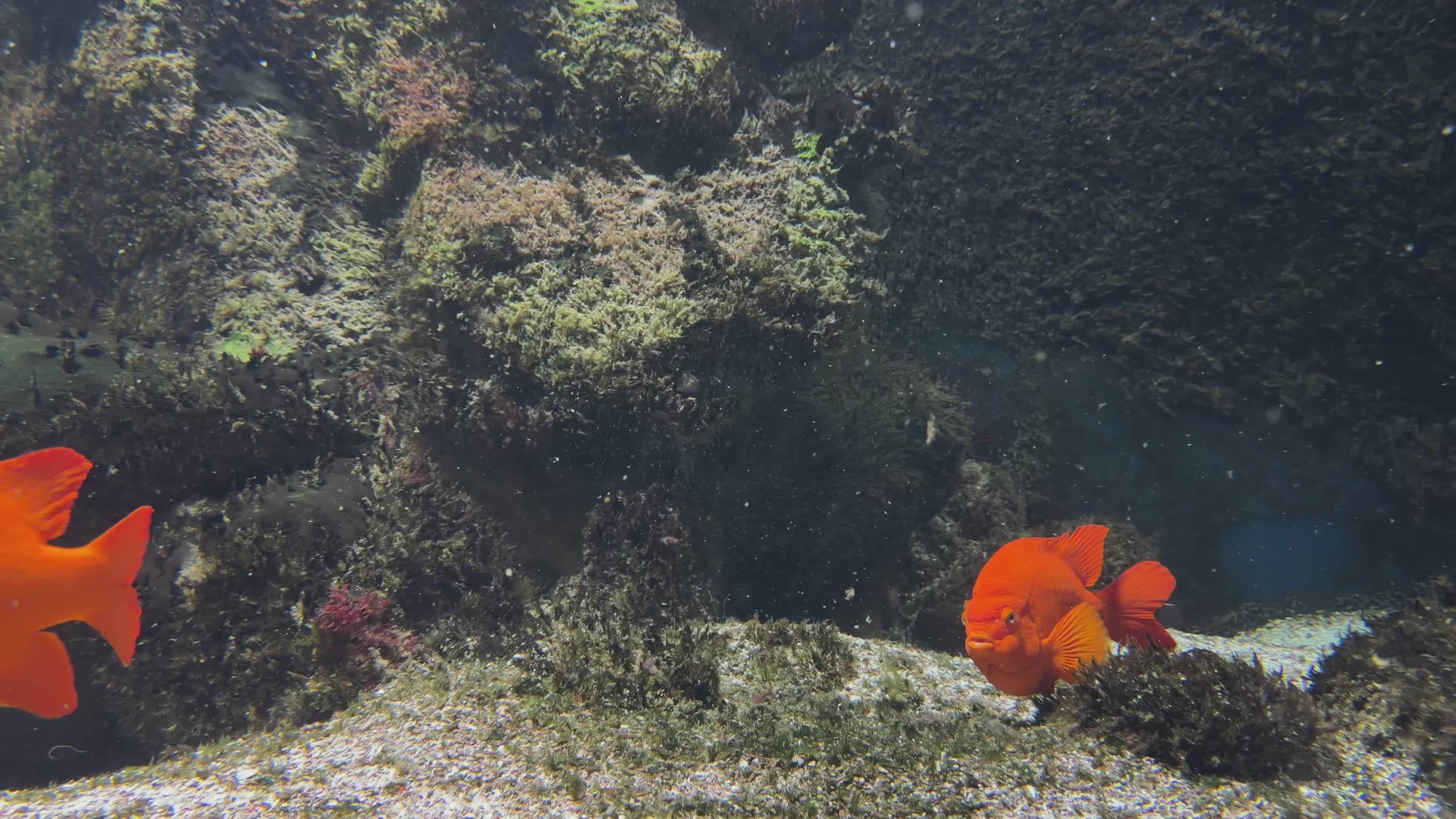 Vibrant Garibaldi Fish in Their Underwater Habitat Free Stock Video ...