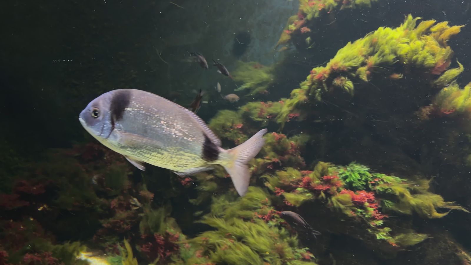 Underwater Grace: Slow-Motion Fish in Their Natural Habitat Free Stock ...