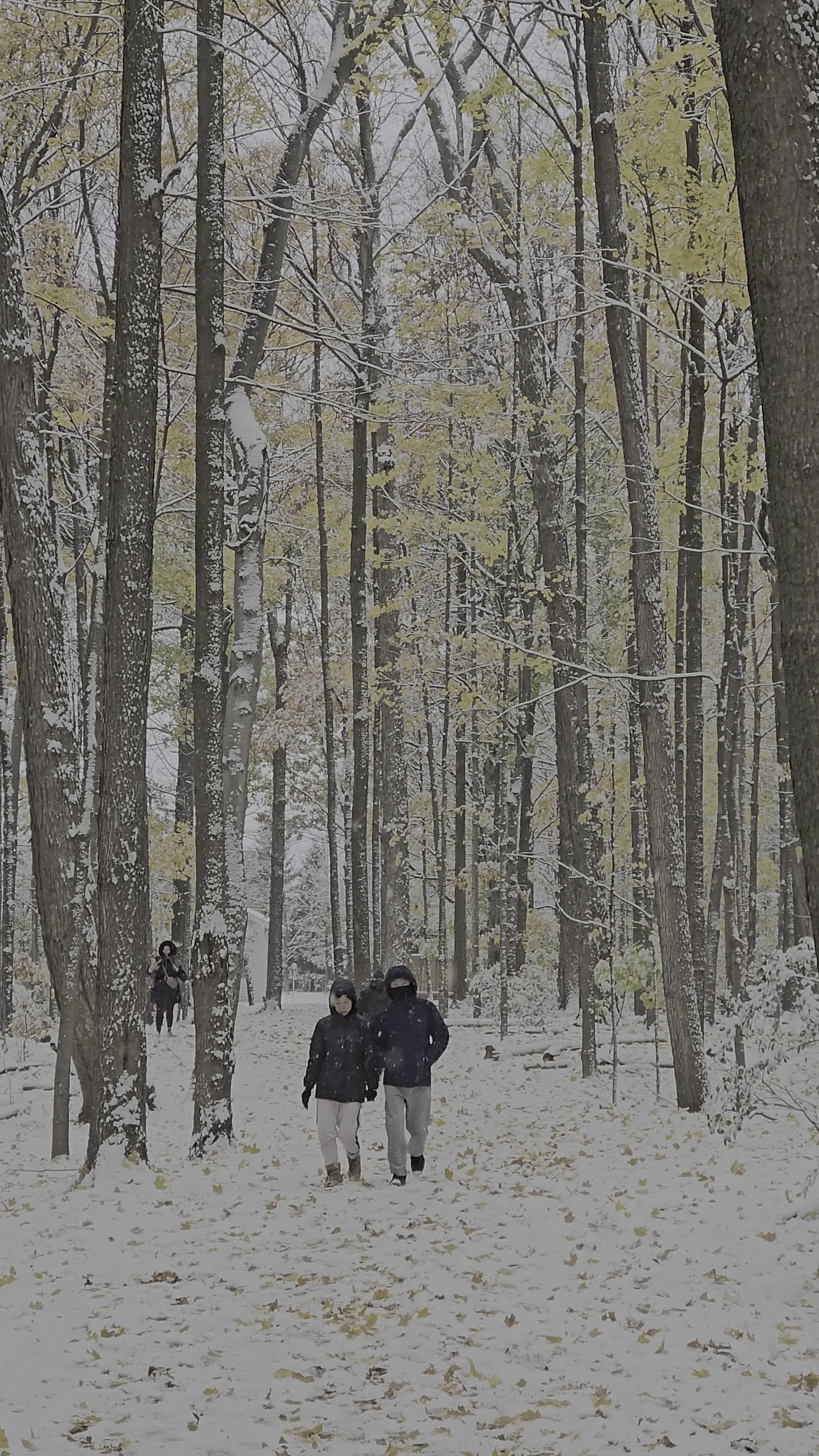 Winter Walk Through Snow-Covered Forest Free Stock Video Footage ...