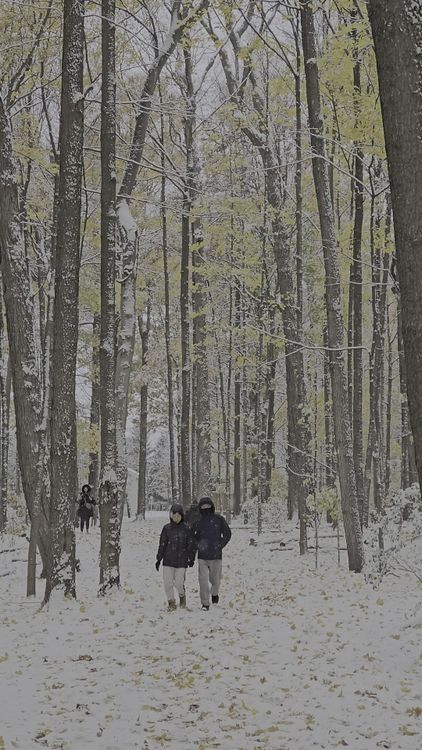 Winter Walk Through Snow-Covered Forest Free Stock Video Footage ...