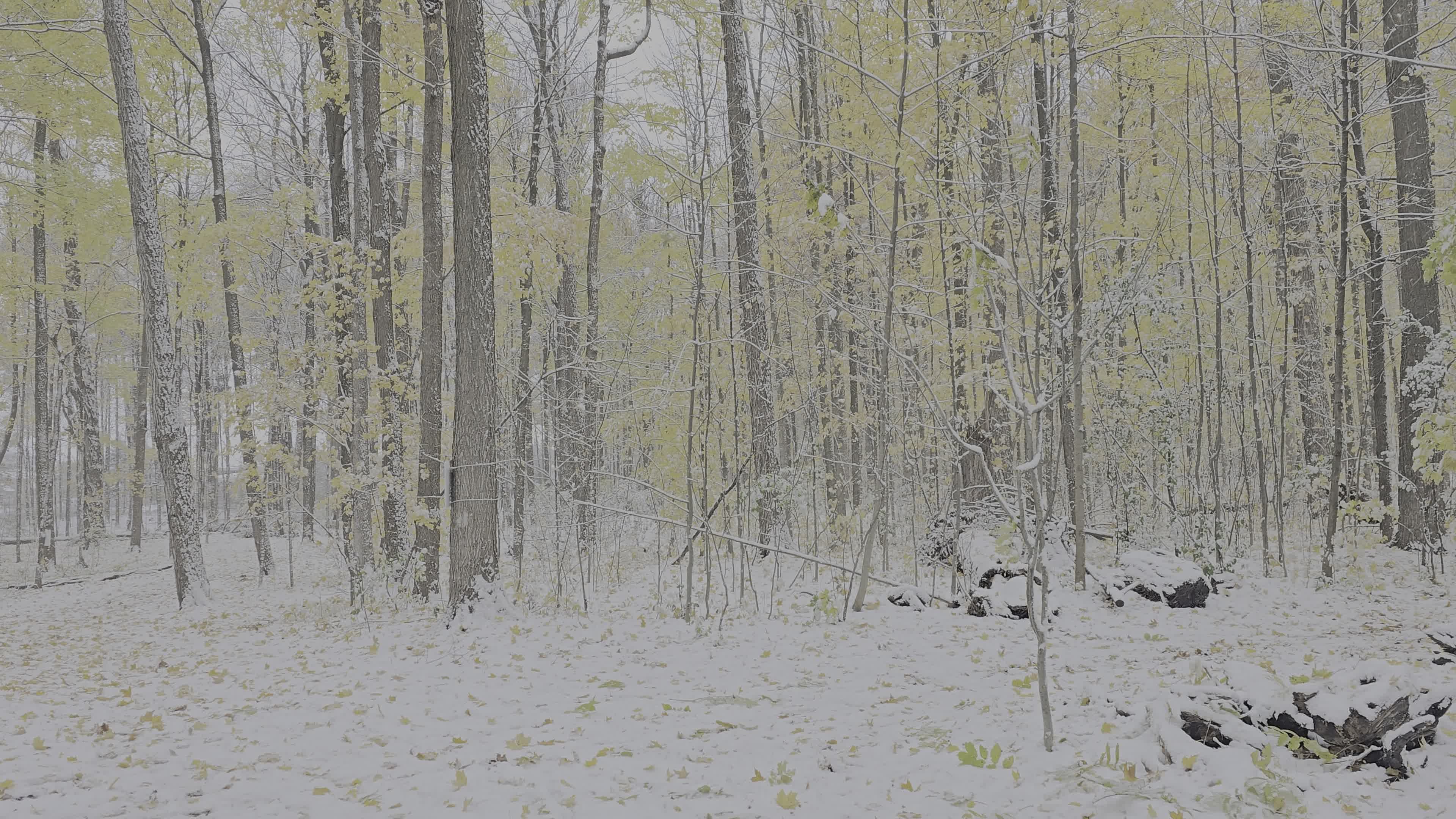 Serene Winter Walk in Snowy Forest Free Stock Video Footage, Royalty ...