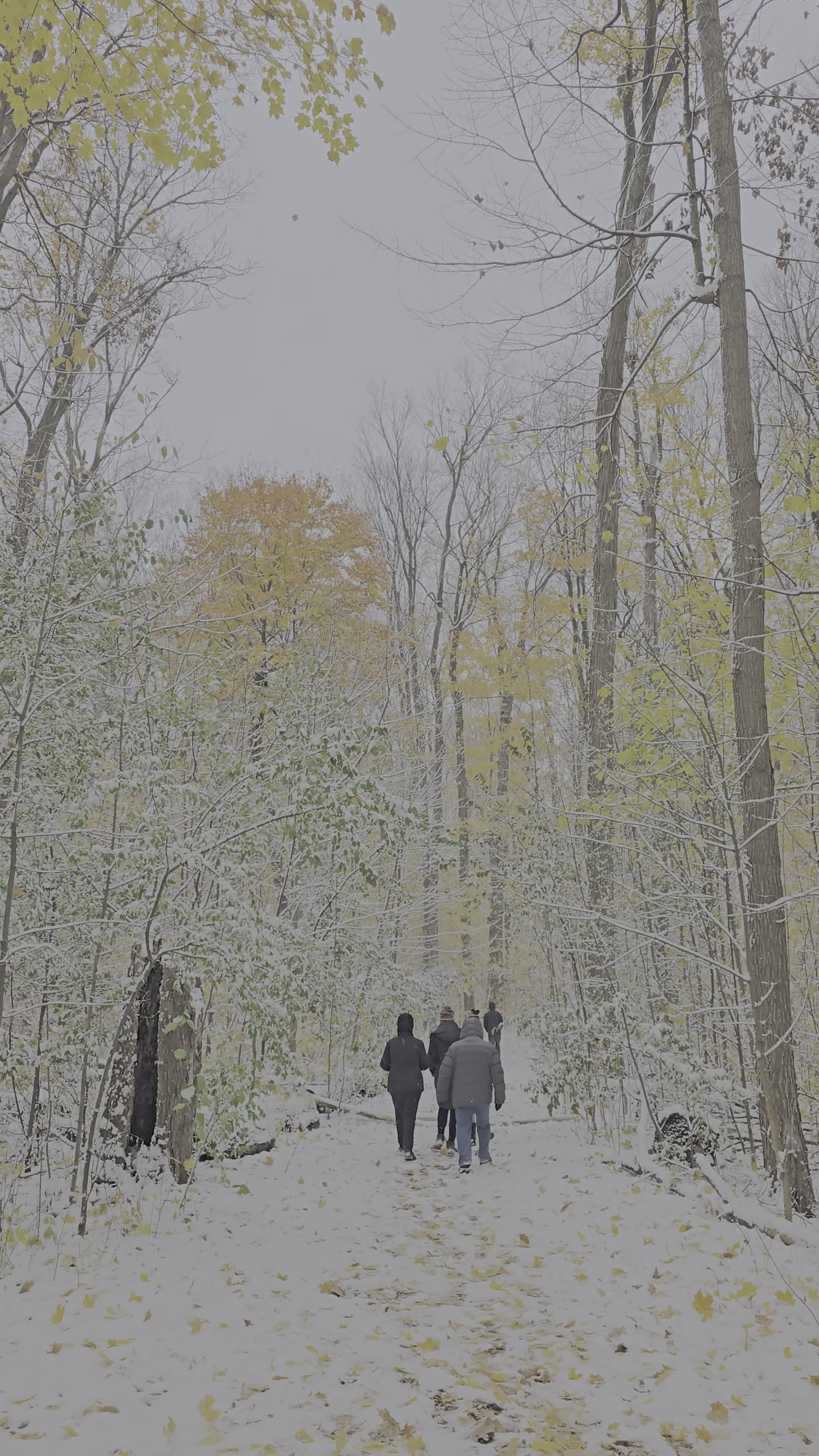 Peaceful Winter Walk in Snowy Forest Free Stock Video Footage, Royalty ...