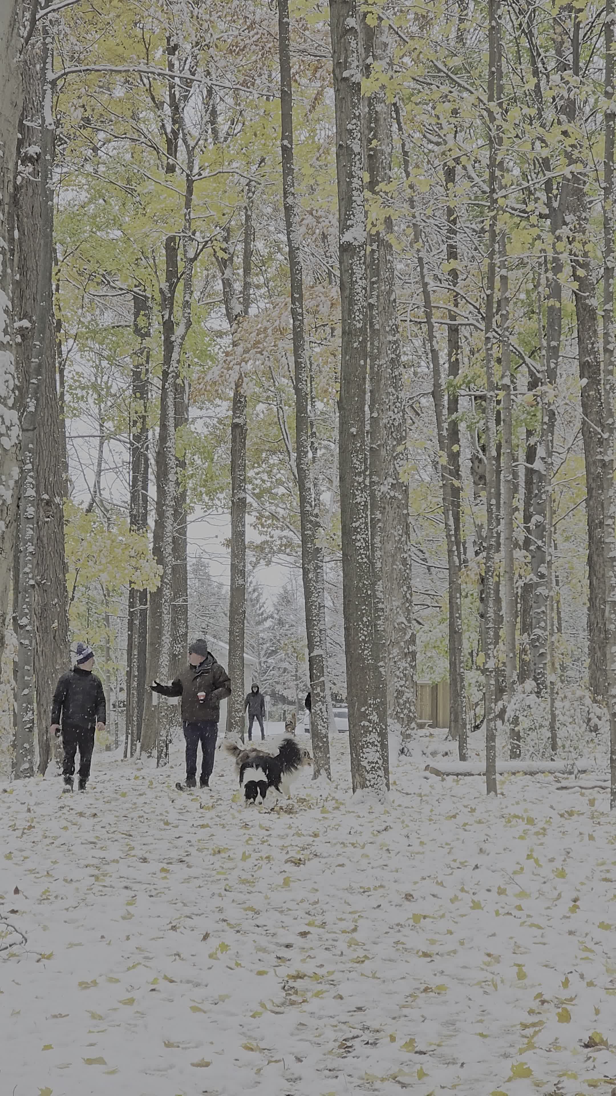 Winter Walk Through Snowy Forest Free Stock Video Footage, Royalty-Free ...