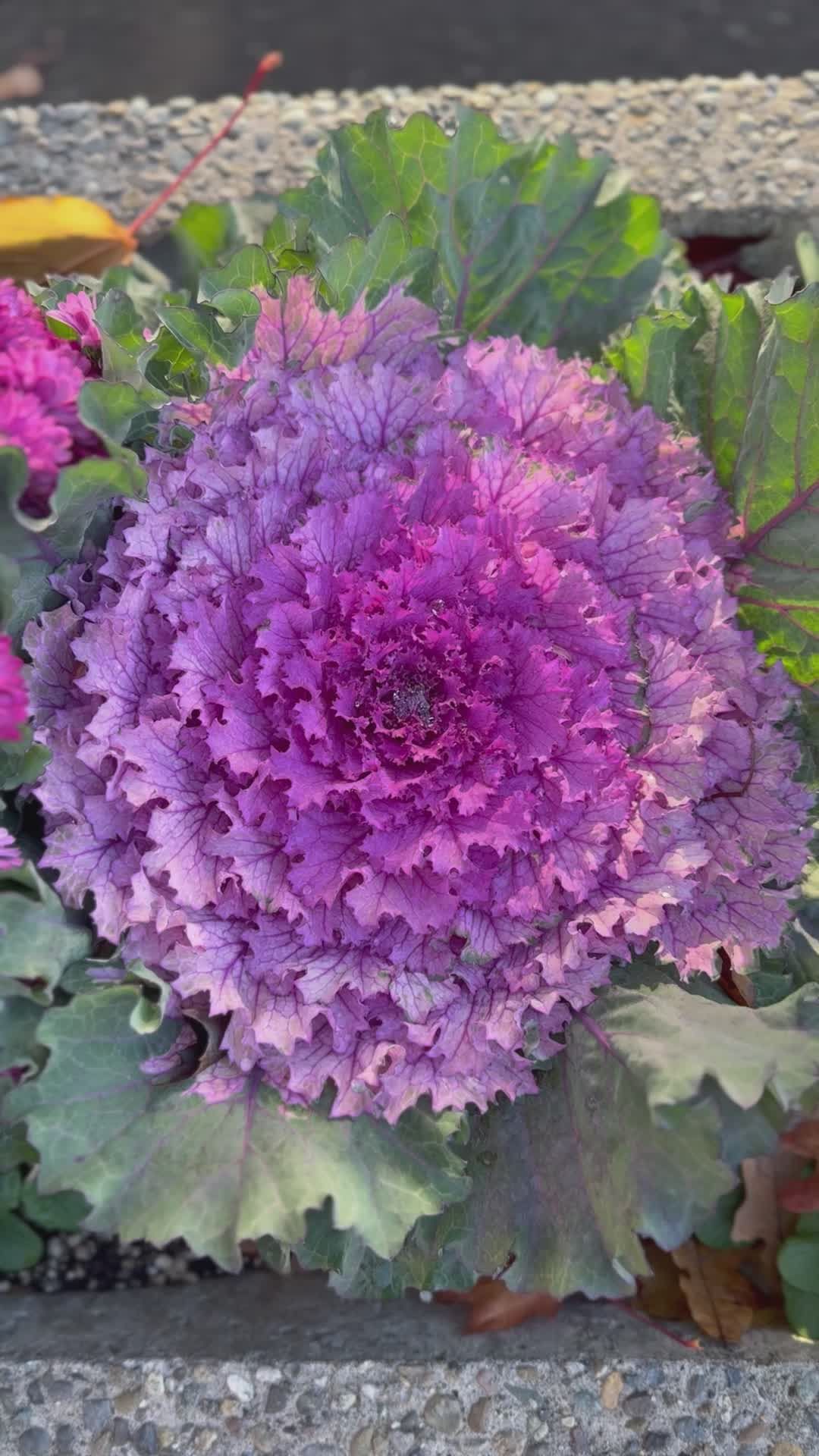 Botanical Varieties Videos, Download The BEST Free 4k Stock Video ...