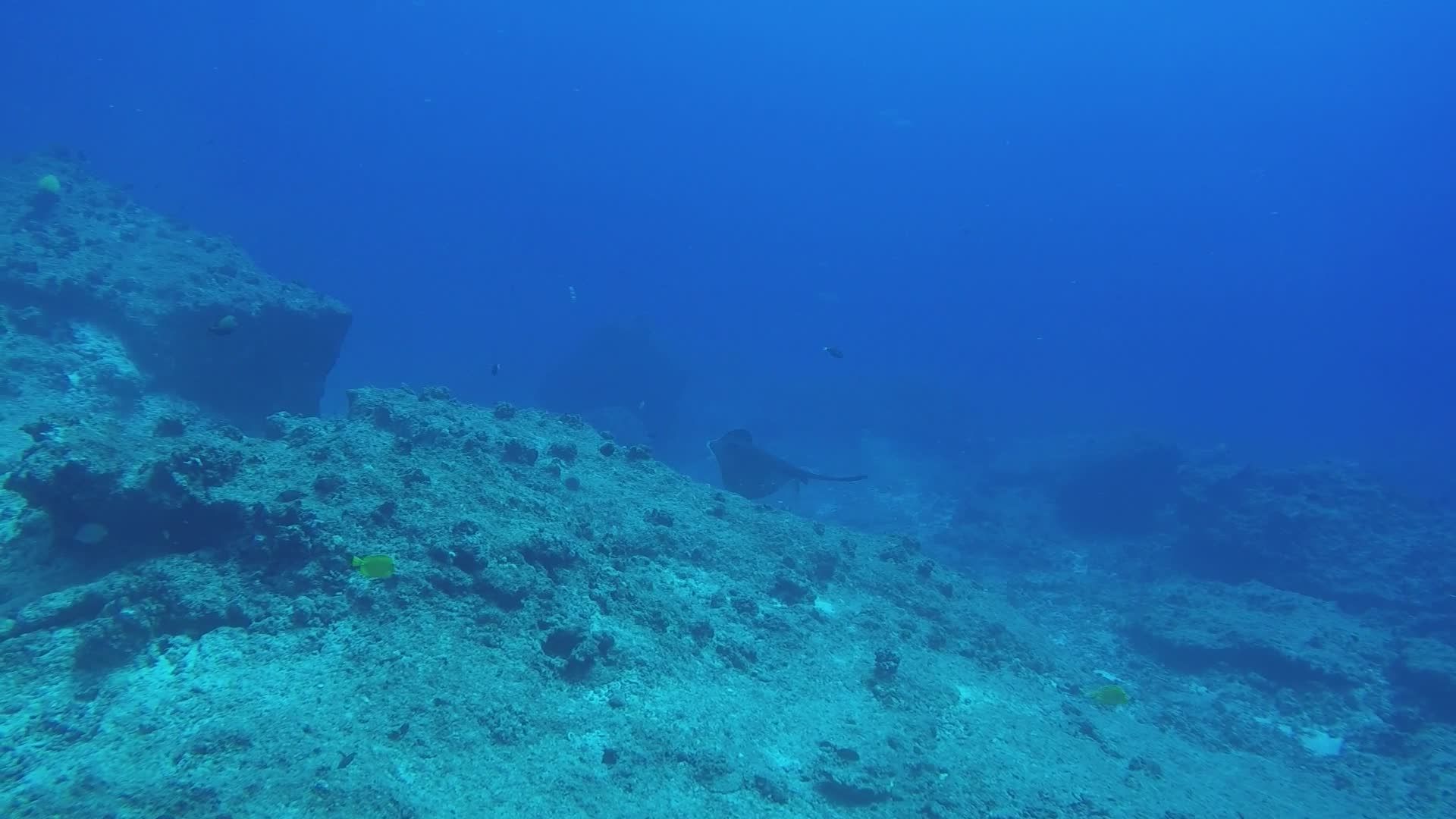 Stunning Underwater World with Marine Life Free Stock Video Footage ...
