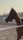 arabian horse