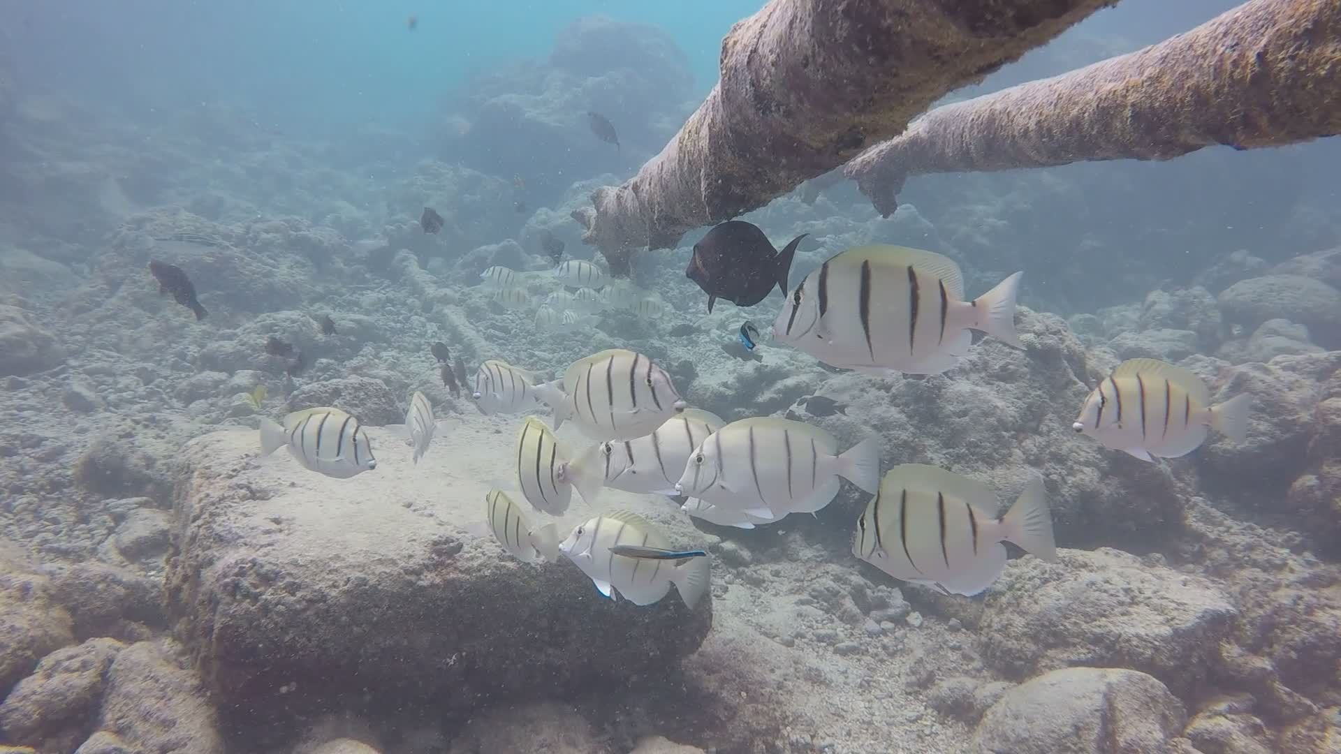 Sergeant Major Fish in Vibrant Coral Reef Free Stock Video Footage ...
