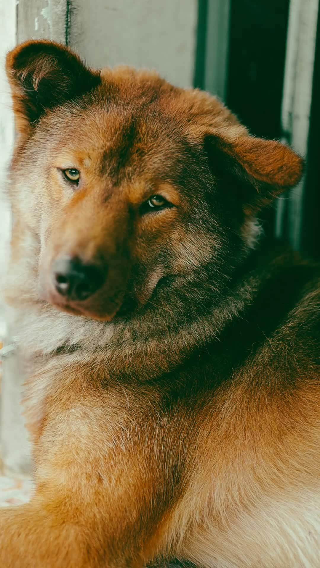 Pexels Video 34689129
