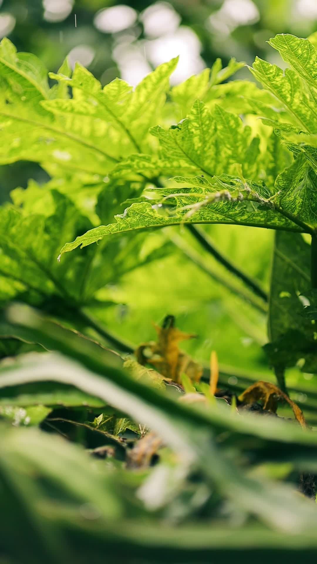 lush greenery with vibrant leaves in sunlight 34689139 — free pexels stock footage