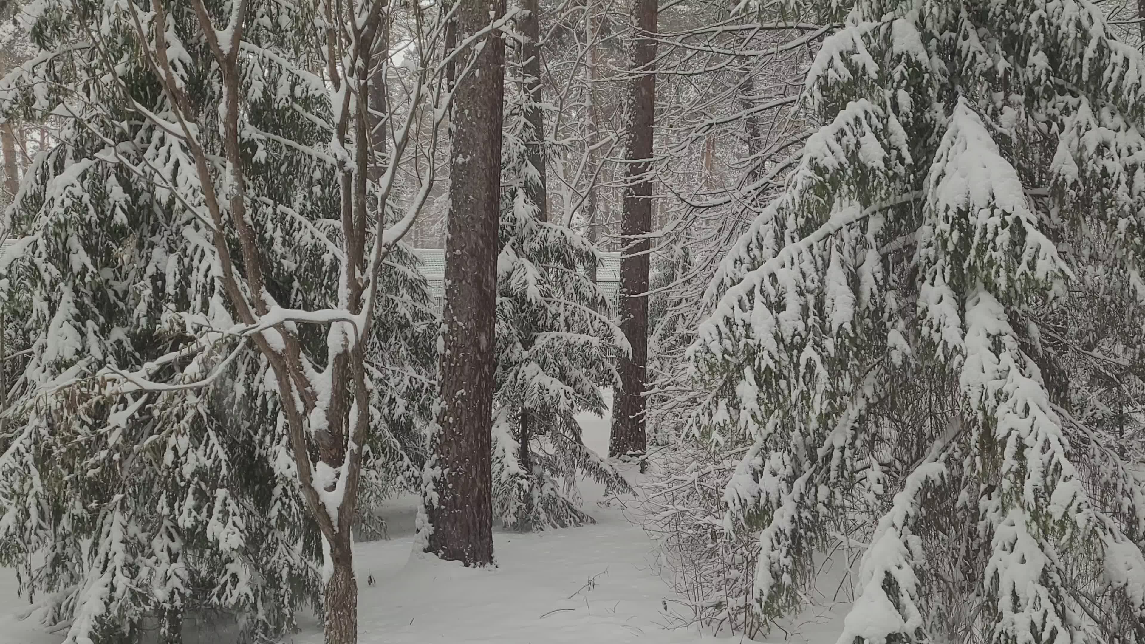 Serene Snowy Winter Forest Landscape Free Stock Video Footage, Royalty ...