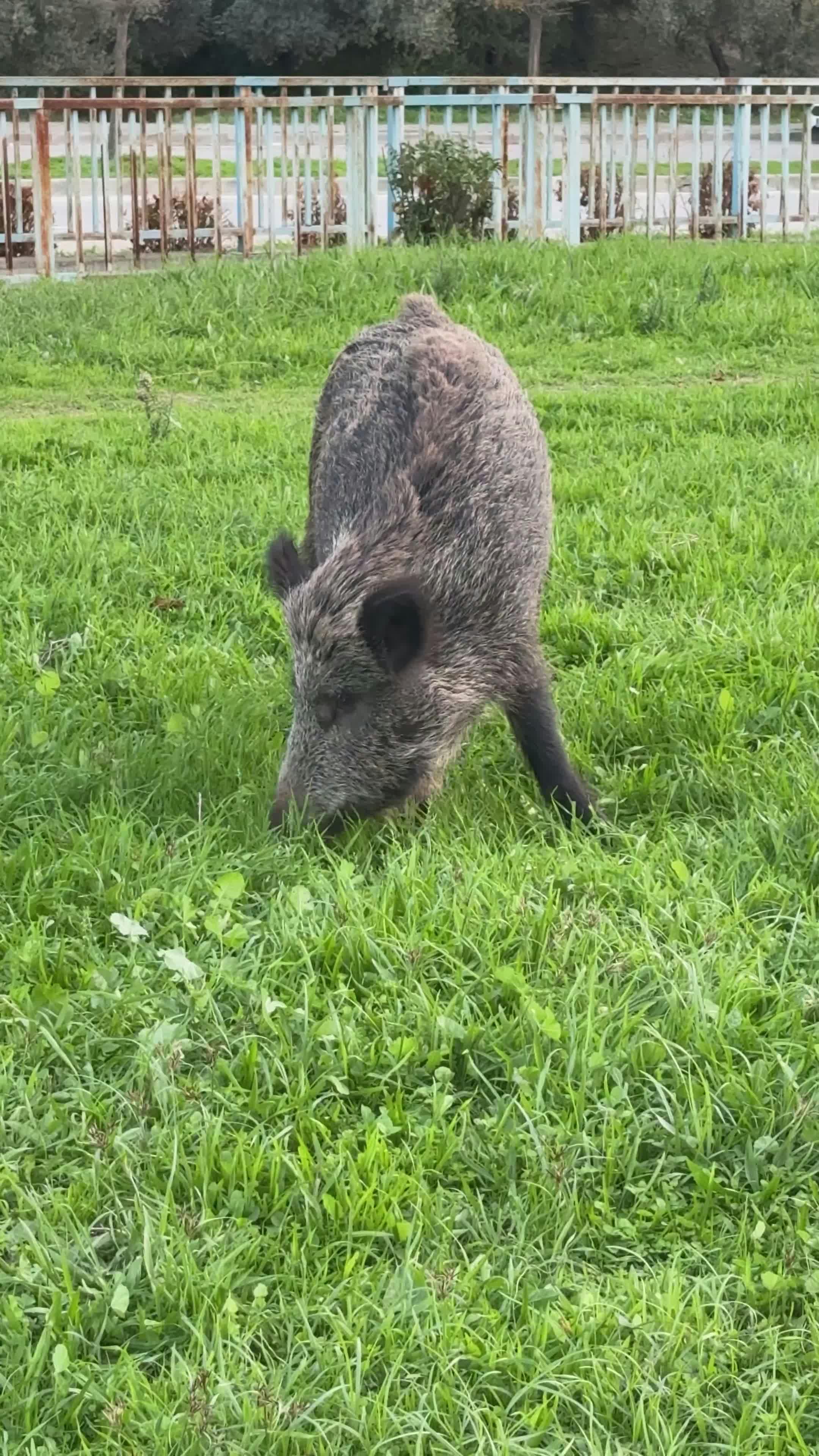 Video by Doğan Alpaslan  Demir