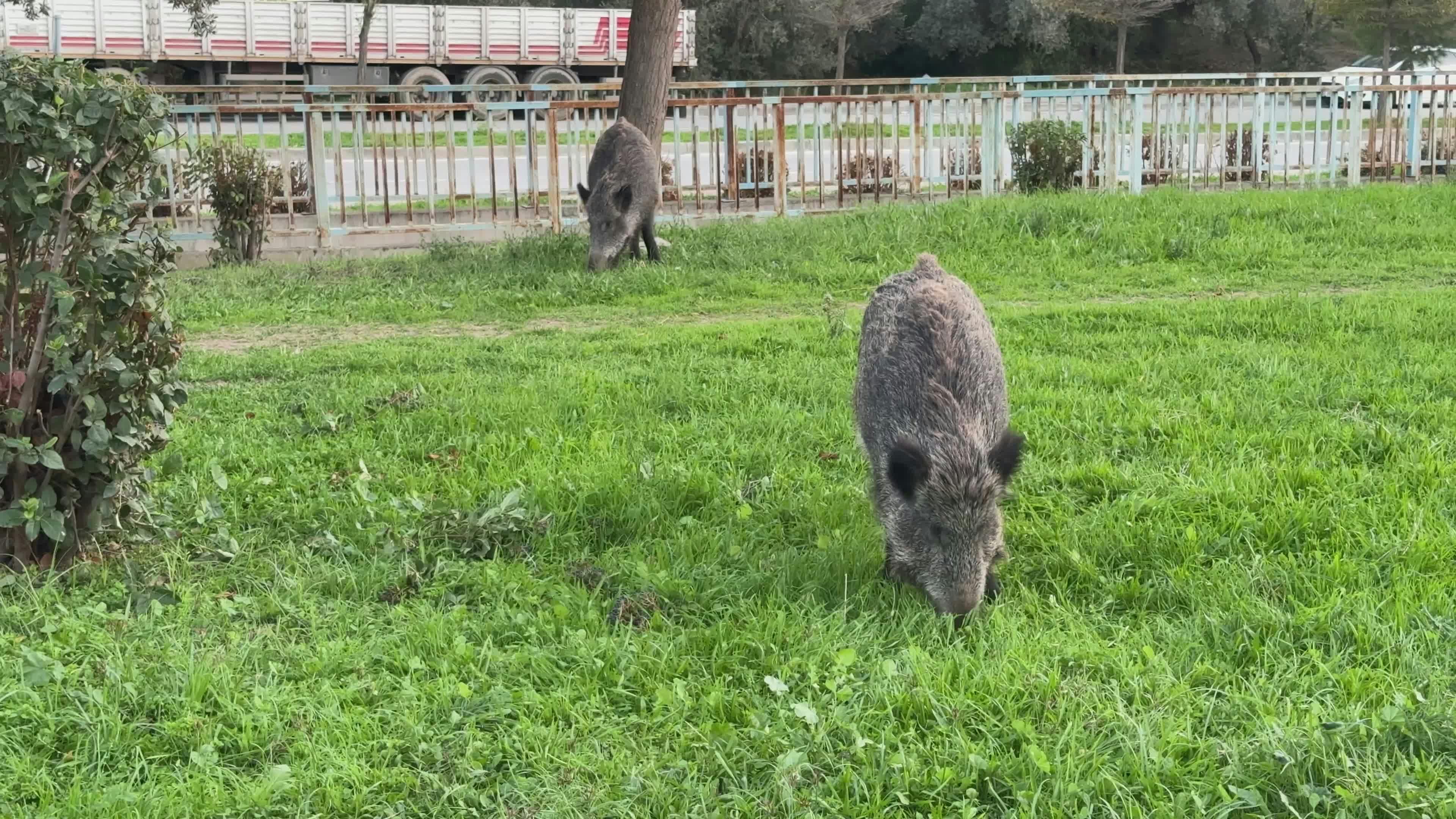 Video by Doğan Alpaslan  Demir