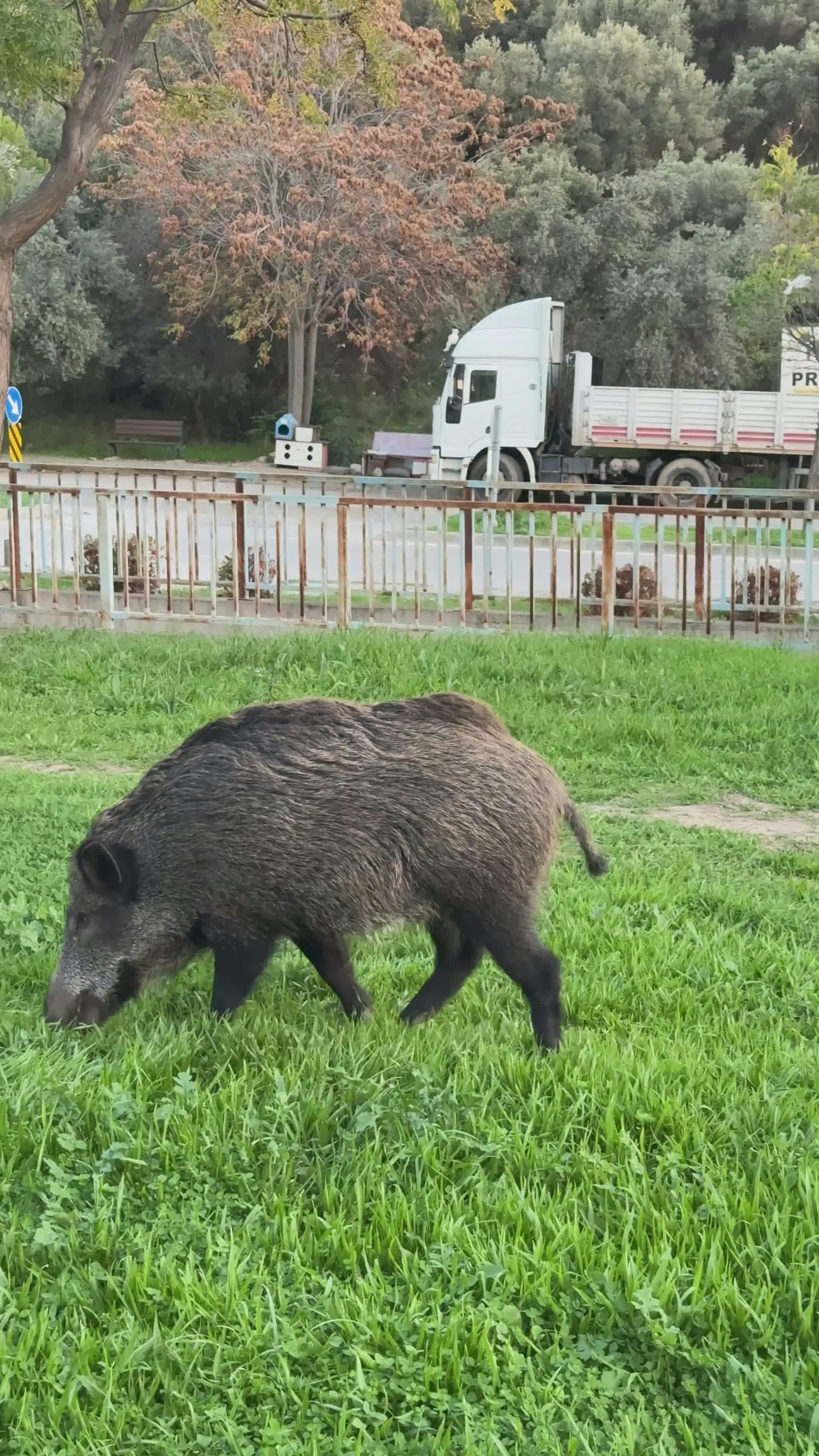 Video by Doğan Alpaslan  Demir