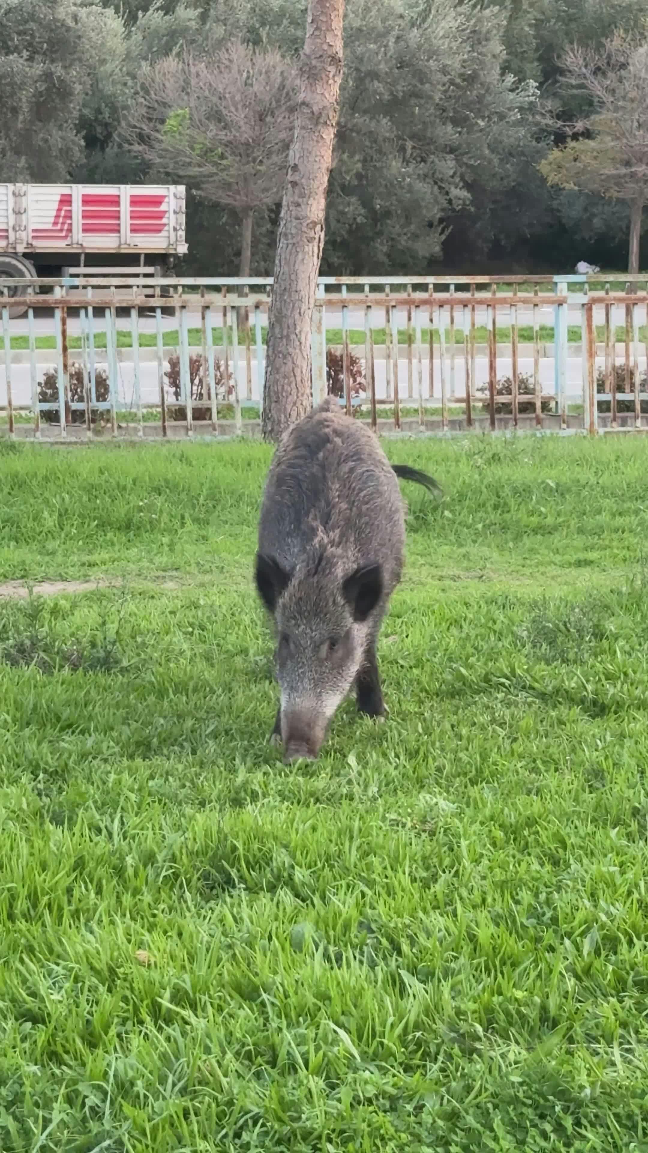Video by Doğan Alpaslan  Demir