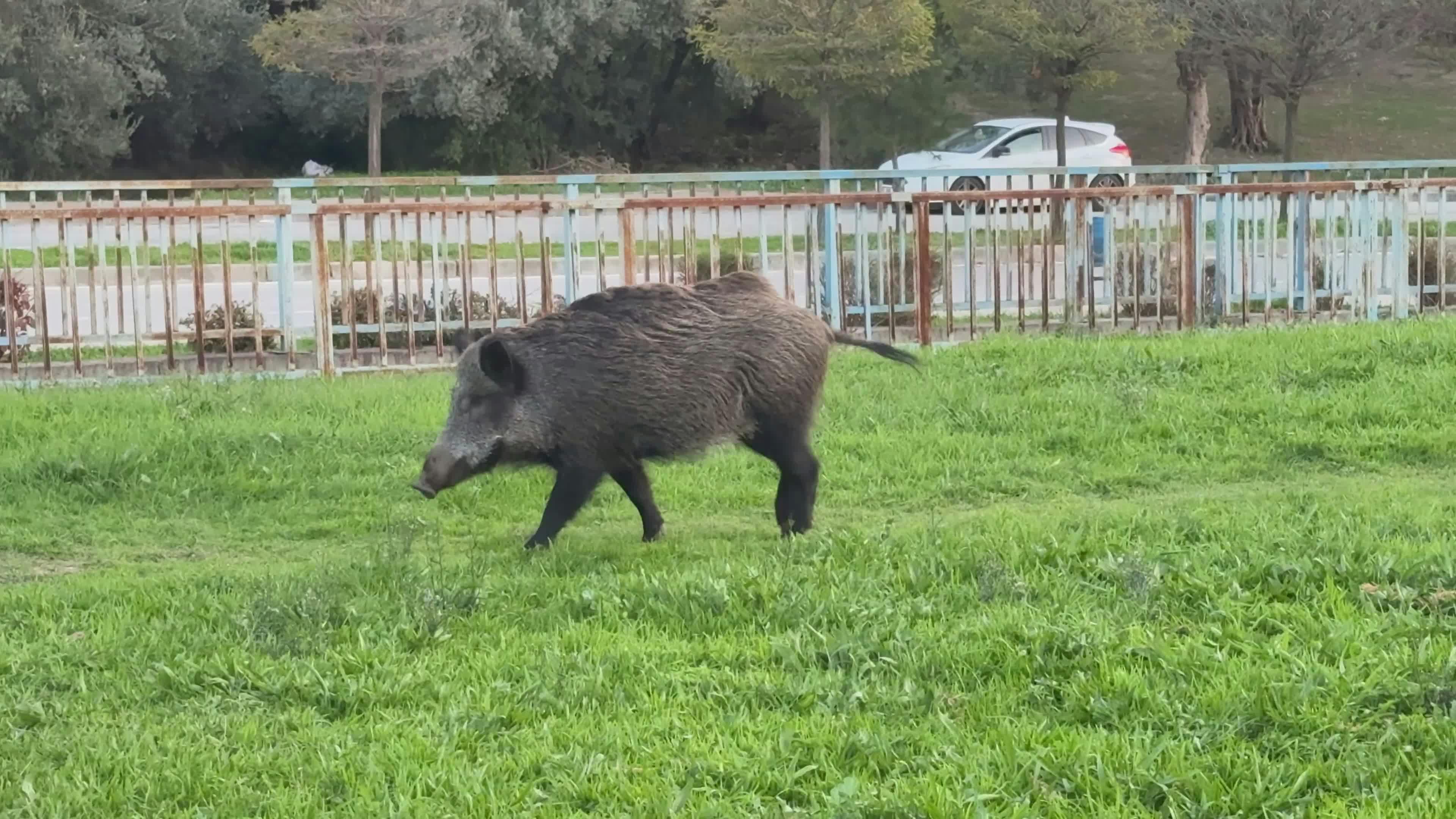 Video by Doğan Alpaslan  Demir