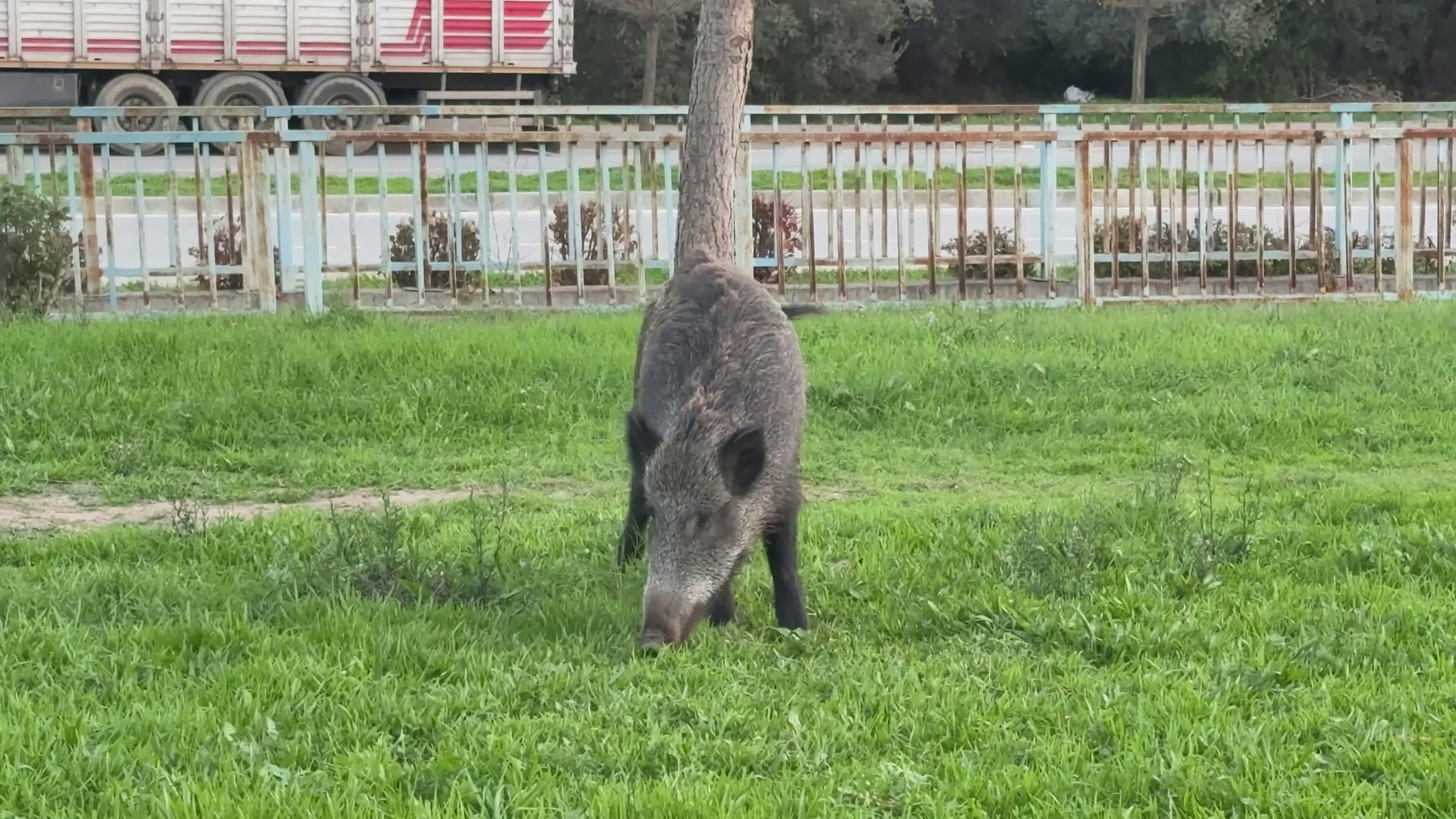 Video by Doğan Alpaslan  Demir