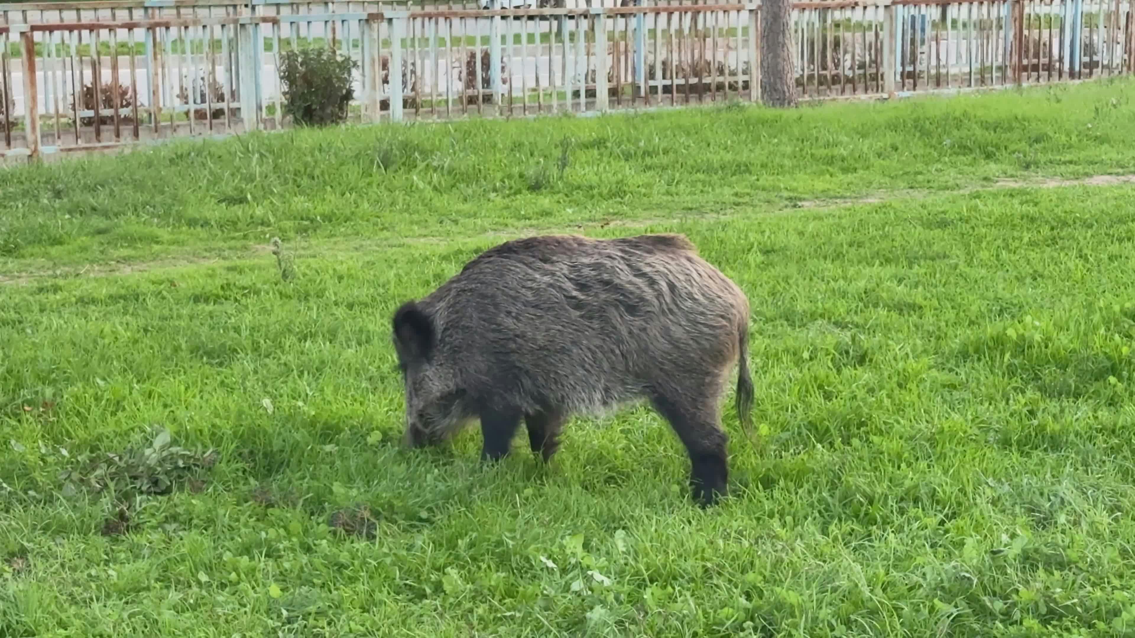 Video by Doğan Alpaslan  Demir