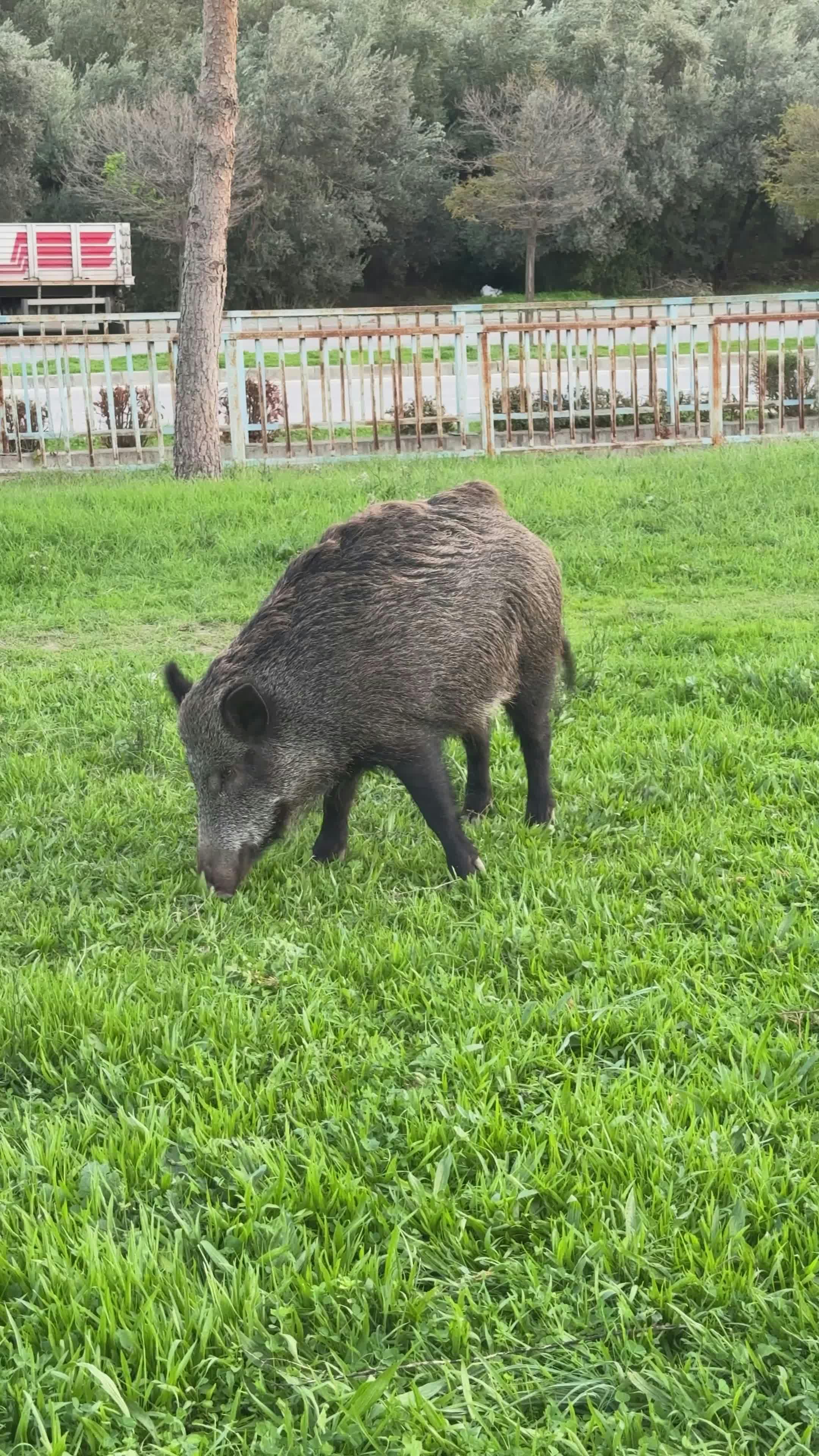 Video by Doğan Alpaslan  Demir