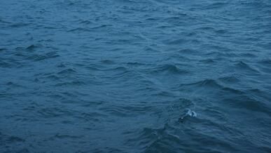 serene ocean waves with diving bird