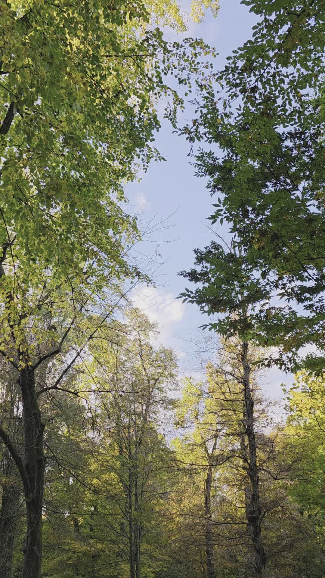 Serene Autumn Forest with Tall Trees Free Stock Video Footage, Royalty ...