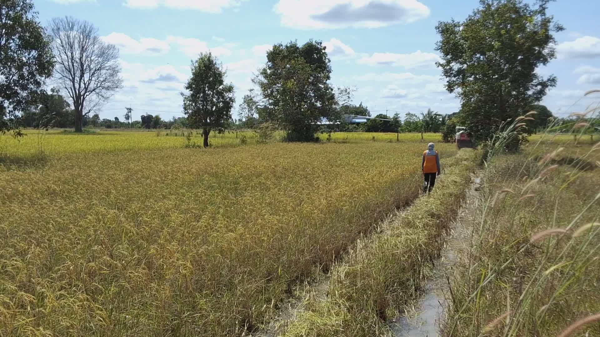 Scenic Walkthrough Golden Rice Fields in Daylight Free Stock Video ...