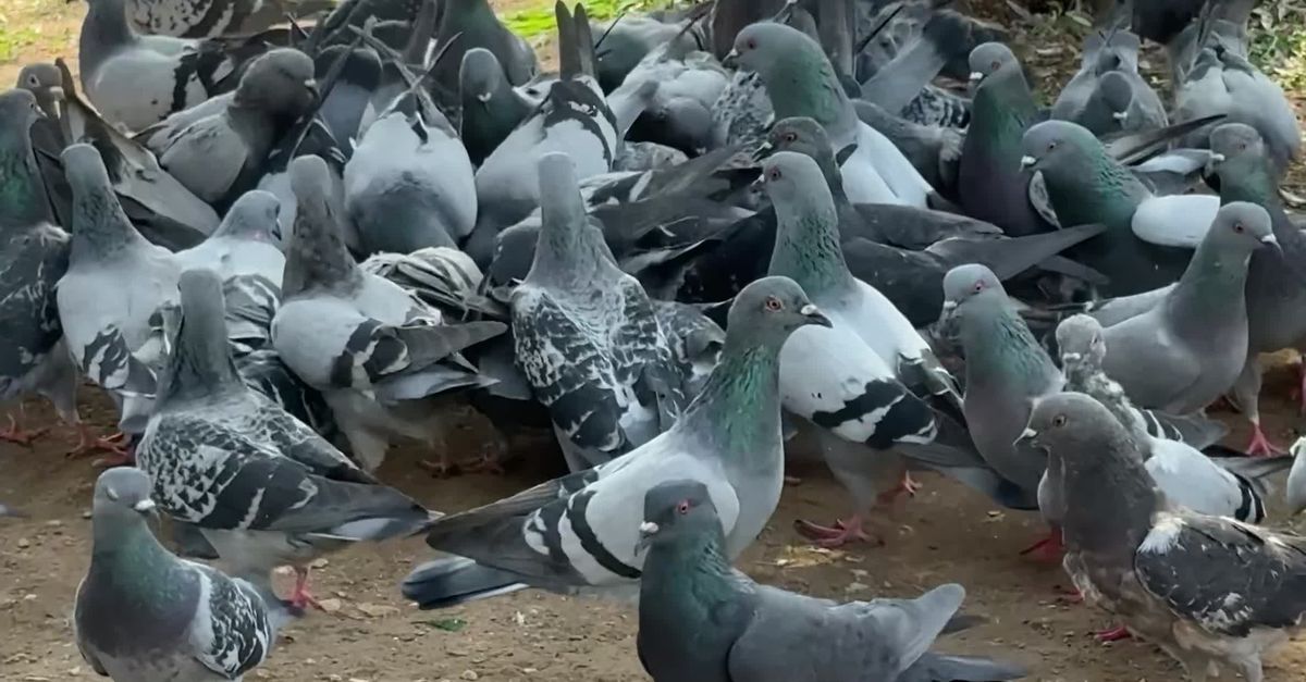 Pigeons Flocking Pigeons Flocking and Feeding in Sunny Park Free Stock Video Footage ...
