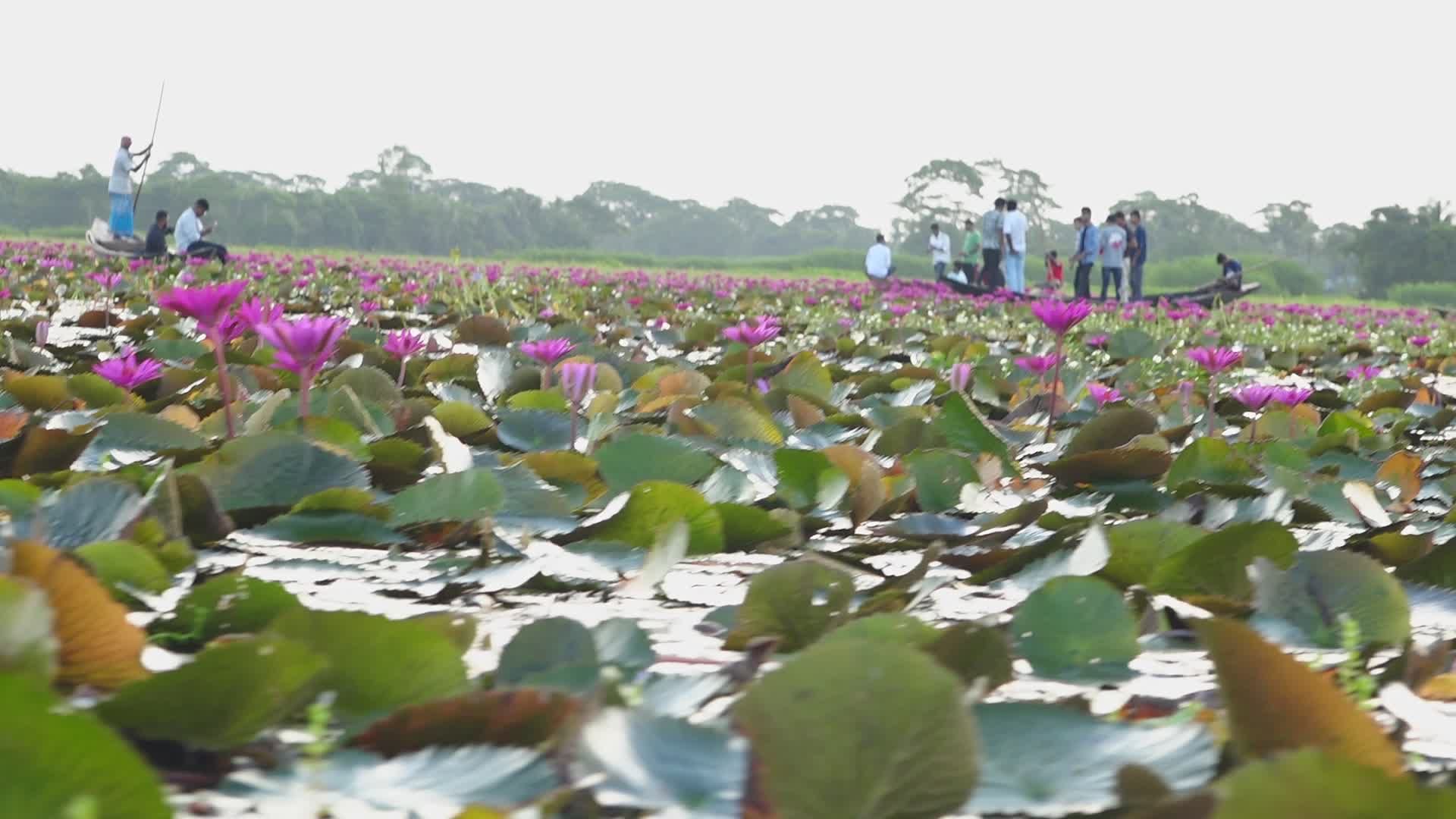 Serene Waterscape with Pink Water Lilies Free Stock Video Footage ...