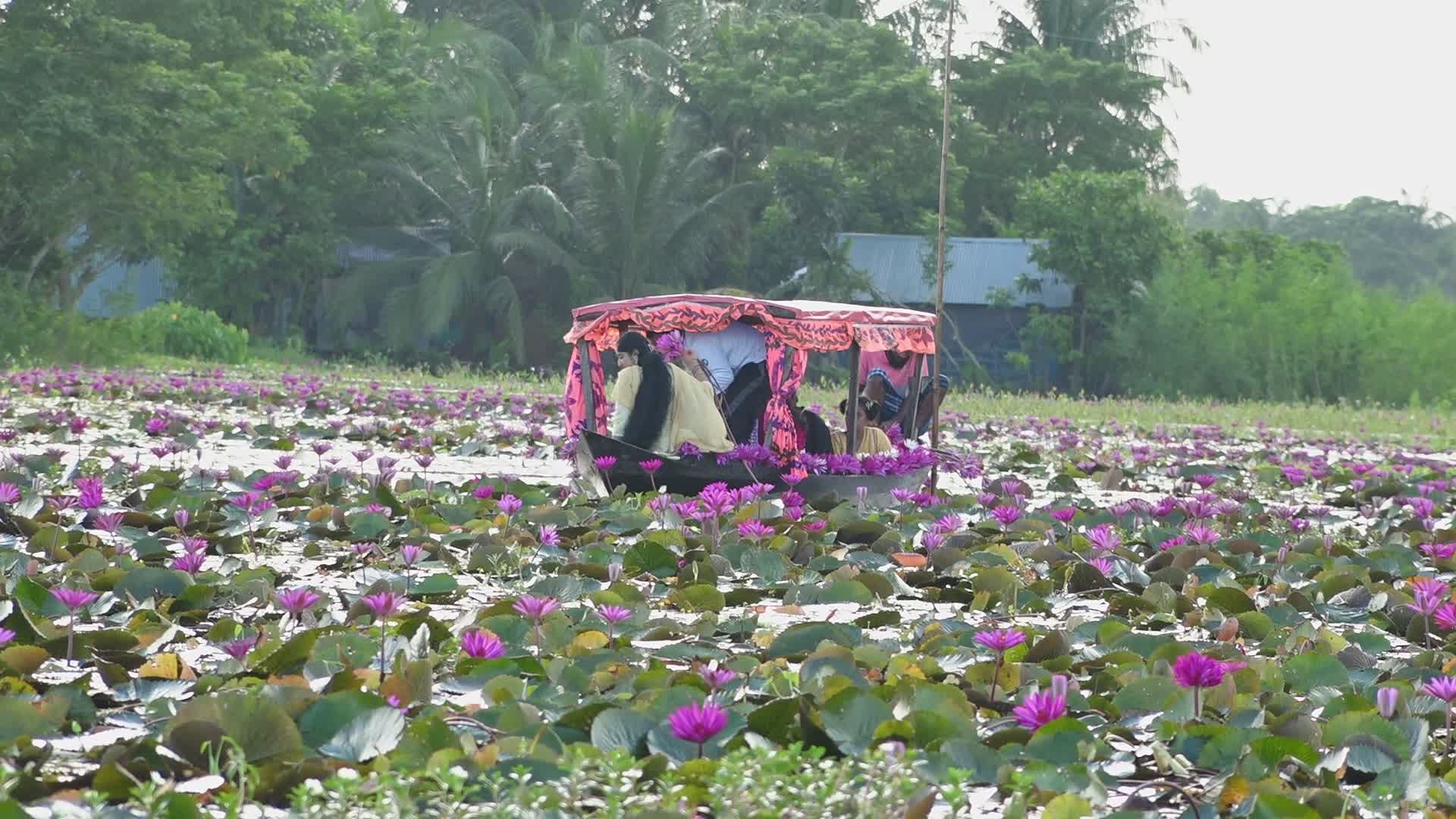 Scenic Boat Ride Through Shapla Fields in Bangladesh Free Stock Video ...