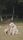 pet dog