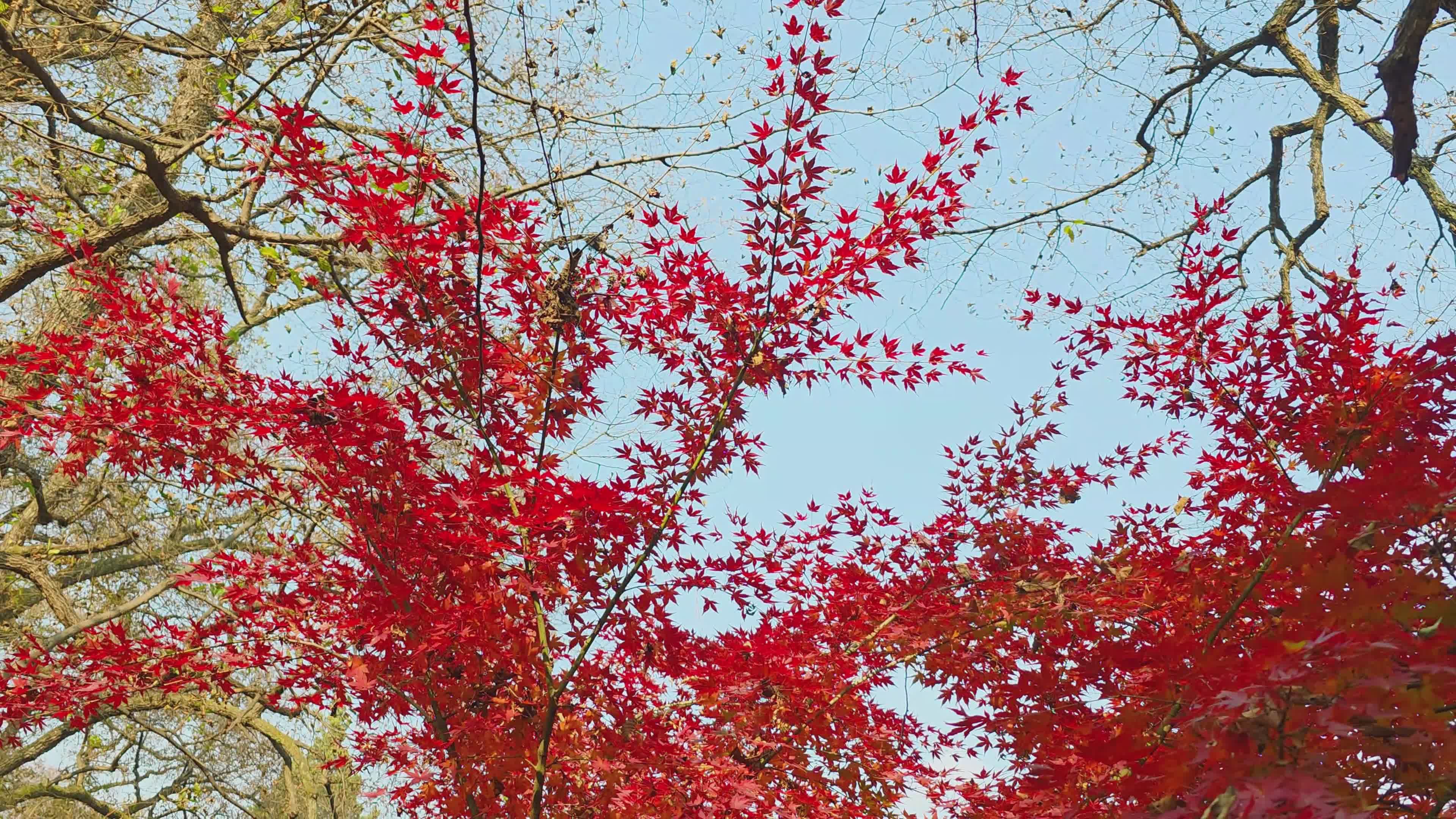 vibrant red autumn leaves against clear sky 34715128 — free pexels stock footage