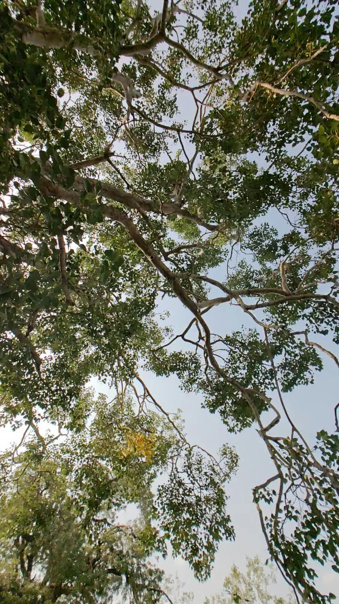 tranquil view of sunlit tree canopy 34715630