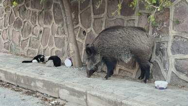 wild boar and cats on urban street
