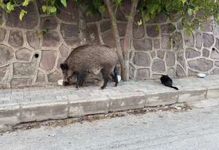 wild boar and cat interaction on street