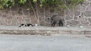 wild boar and street cats encountering each other