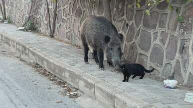 wild boar and cat interaction on sidewalk