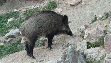 wild boar in natural habitat exploring